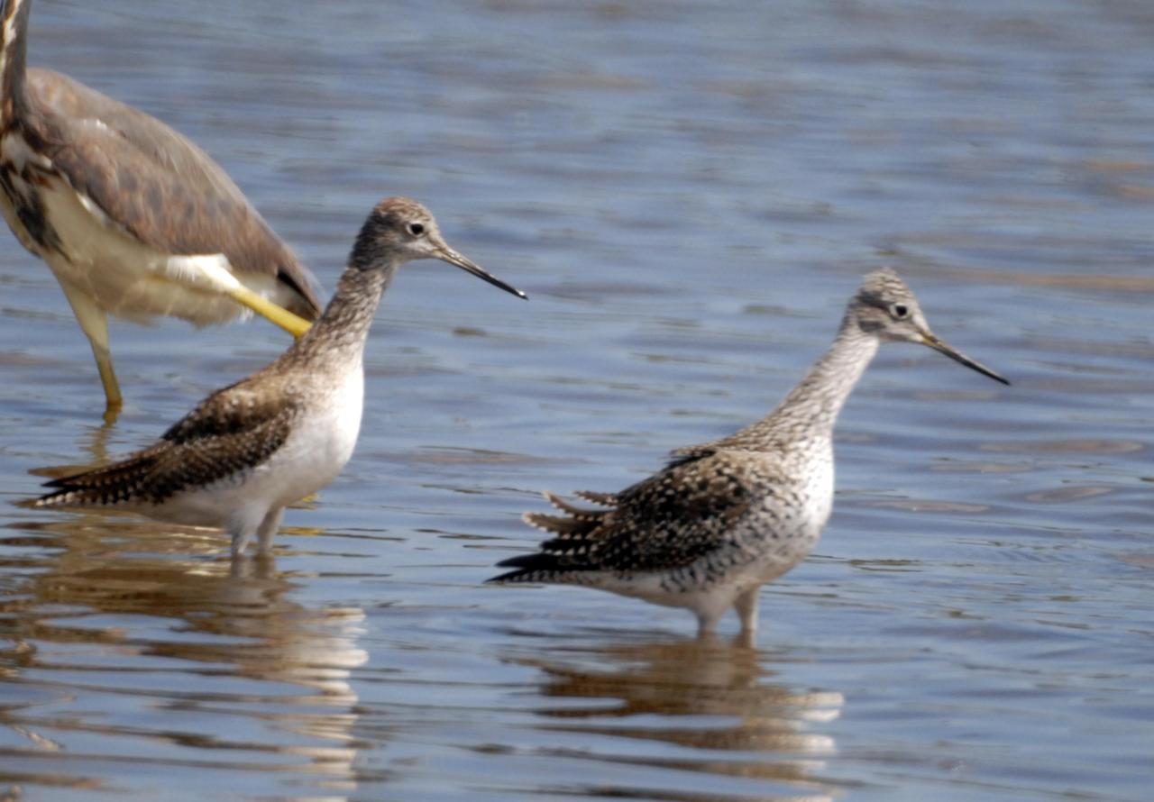 KENNEDY SPACE CENTER, FLA. -- Lesser yellowlegs wade through a pond near Kennedy Space Center. The yellowleg is a smaller edition of the greater yellowleg, with a shorter bill. The species inhabits marshy ponds, lake and river shores, mud flats and, in the breeding season, boreal bogs. They range throughout Alaska and Canada, wintering from the southern United States throughout South America. KSC shares a boundary with the Merritt Island National Wildlife Refuge, which surrounds it. The refuge is a habitat for more than 310 species of birds, 25 mammals, 117 fishes and 65 amphibians and reptiles. In addition, the refuge supports 19 endangered or threatened wildlife species on Federal or State lists, more than any other single refuge in the U.S. Photo credit: NASA/Ken Thornsley