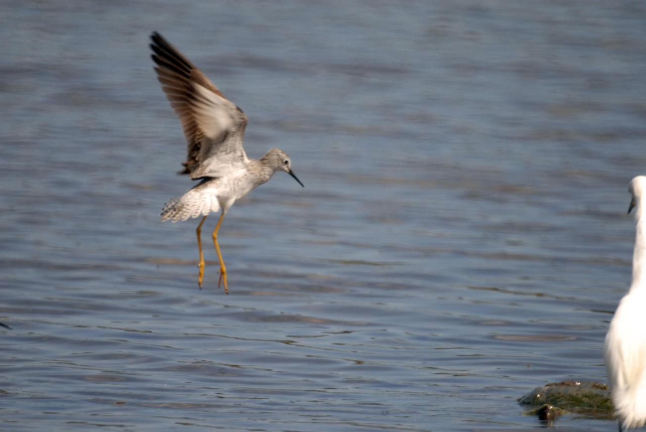 KENNEDY SPACE CENTER, FLA. -- A lesser yellowleg slows for landing in a pond near Kennedy Space Center. The yellowleg is a smaller edition of the greater yellowleg, with a shorter bill. The species inhabits marshy ponds, lake and river shores, mud flats and, in the breeding season, boreal bogs. They range throughout Alaska and Canada, wintering from the southern United States throughout South America. KSC shares a boundary with the Merritt Island National Wildlife Refuge, which surrounds it. The refuge is a habitat for more than 310 species of birds, 25 mammals, 117 fishes and 65 amphibians and reptiles. In addition, the refuge supports 19 endangered or threatened wildlife species on Federal or State lists, more than any other single refuge in the U.S. Photo credit: NASA/Ken Thornsley