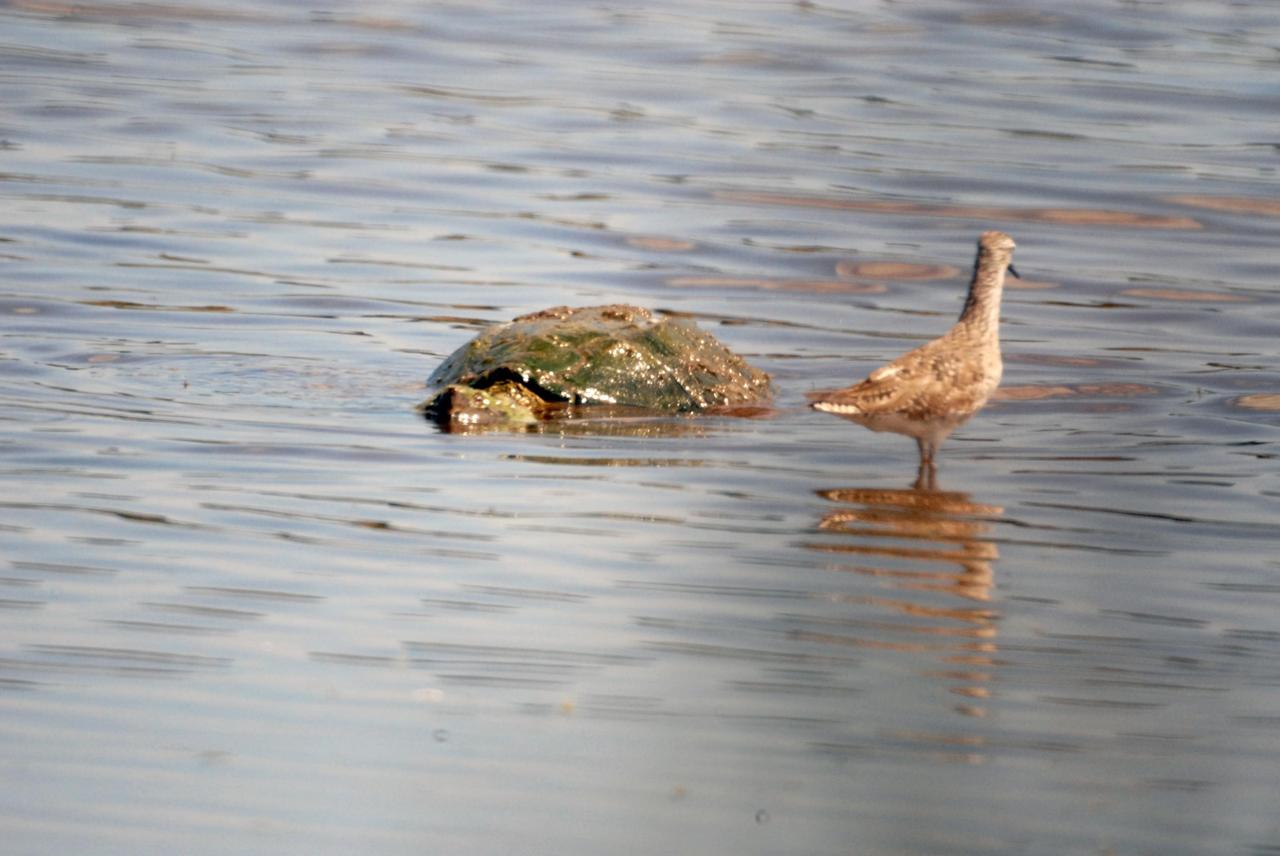 KENNEDY SPACE CENTER, FLA. -- A turtle cruises past a lesser yellowleg in a pond near Kennedy Space Center. The yellowleg is a smaller edition of the greater yellowleg, with a shorter bill. The species inhabits marshy ponds, lake and river shores, mud flats and, in the breeding season, boreal bogs. They range throughout Alaska and Canada, wintering from the southern United States throughout South America. KSC shares a boundary with the Merritt Island National Wildlife Refuge, which surrounds it. The refuge is a habitat for more than 310 species of birds, 25 mammals, 117 fishes and 65 amphibians and reptiles. In addition, the refuge supports 19 endangered or threatened wildlife species on Federal or State lists, more than any other single refuge in the U.S. Photo credit: NASA/Ken Thornsley