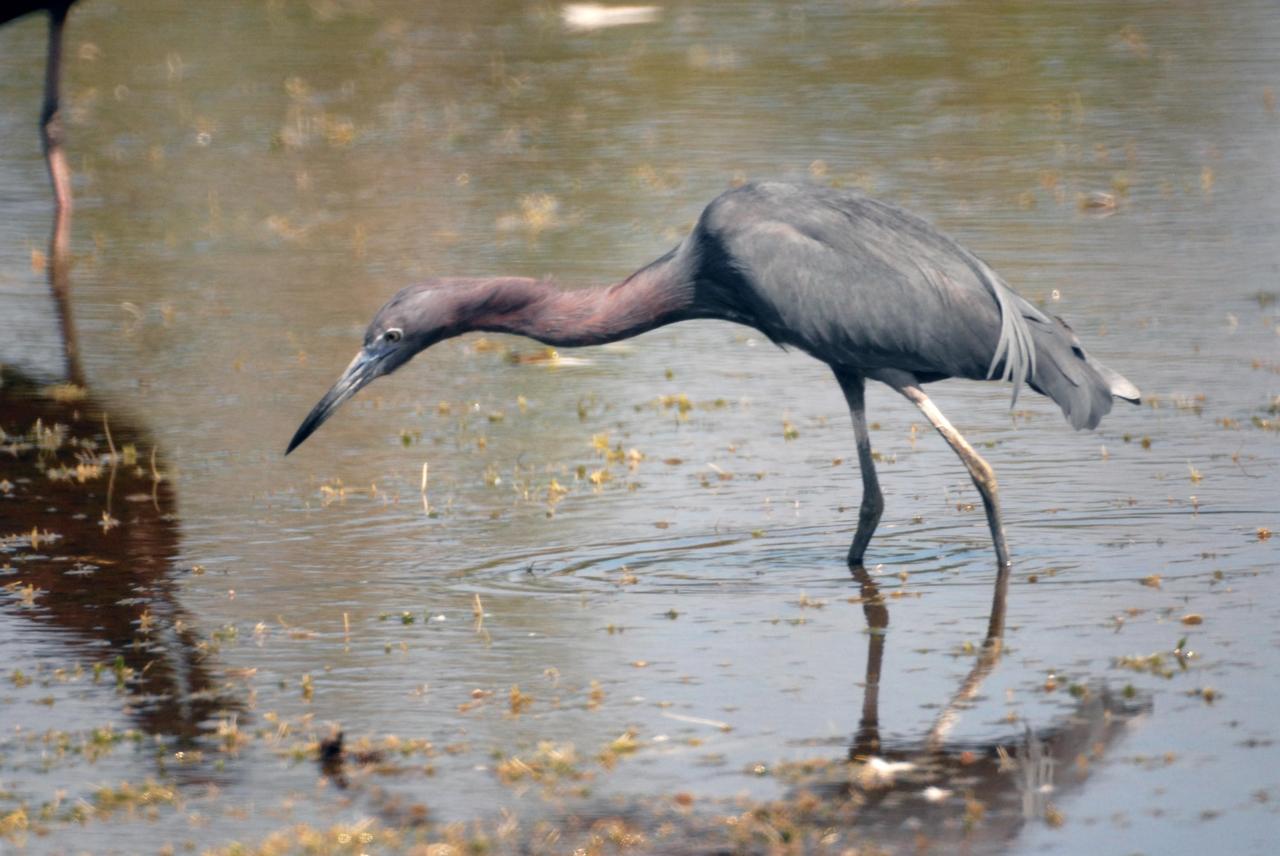 KENNEDY SPACE CENTER, FLA.  --  A little blue heron stalks its next meal in a pond near Kennedy Space Center.   Identified by their slate blue body and maroon neck, little blue herons range on the east coast from New York to Texas and inland to Oklahoma.  They winter as far south as South America.  They inhabit freshwater swamps and lagoons in the South; coastal thickets on islands in the North. KSC shares a boundary with the Merritt Island National Wildlife Refuge, which surrounds it.  The refuge is a habitat for more than 310 species of birds, 25 mammals, 117 fishes and 65 amphibians and reptiles. In addition, the refuge supports 19 endangered or threatened wildlife species on Federal or State lists, more than any other single refuge in the U.S.  Photo credit: NASA/Ken Thornsley