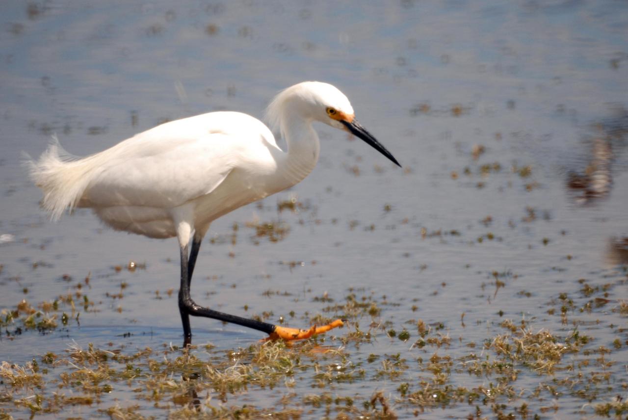 KENNEDY SPACE CENTER, FLA.  --  A snowy egret marches through a pond near Kennedy Space Center, looking for food.  The snowy egret can be identified by its slender black bill, black legs and yellow feet.  This species inhabits salt marshes, ponds, rice field and shallow coastal bays along the coast from Maine to southern South America.  They are also found in northern California, Texas and Oklahoma.  KSC shares a boundary with the Merritt Island National Wildlife Refuge, which surrounds it.  The refuge is a habitat for more than 310 species of birds, 25 mammals, 117 fishes and 65 amphibians and reptiles. In addition, the refuge supports 19 endangered or threatened wildlife species on Federal or State lists, more than any other single refuge in the U.S.  Photo credit: NASA/Ken Thornsley