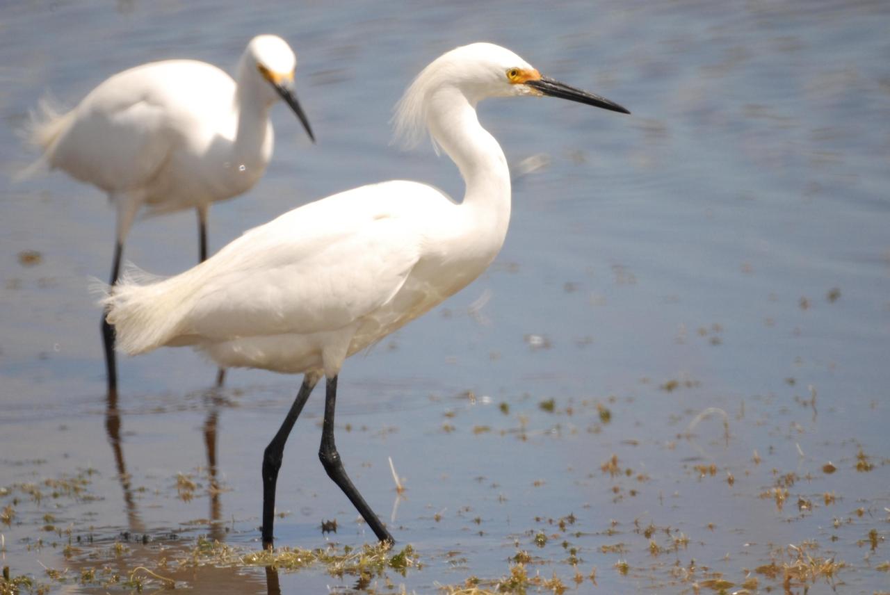 KENNEDY SPACE CENTER, FLA.  --  Snowy egrets wade through a pond for their food.  The pond is near Kennedy Space Center.  This species inhabits salt marshes, ponds, rice field and shallow coastal bays along the coast from Maine to southern South America.  They are also found in northern California, Texas and Oklahoma.  KSC shares a boundary with the Merritt Island National Wildlife Refuge, which surrounds it.  The refuge is a habitat for more than 310 species of birds, 25 mammals, 117 fishes and 65 amphibians and reptiles. In addition, the refuge supports 19 endangered or threatened wildlife species on Federal or State lists, more than any other single refuge in the U.S.  Photo credit: NASA/Ken Thornsley