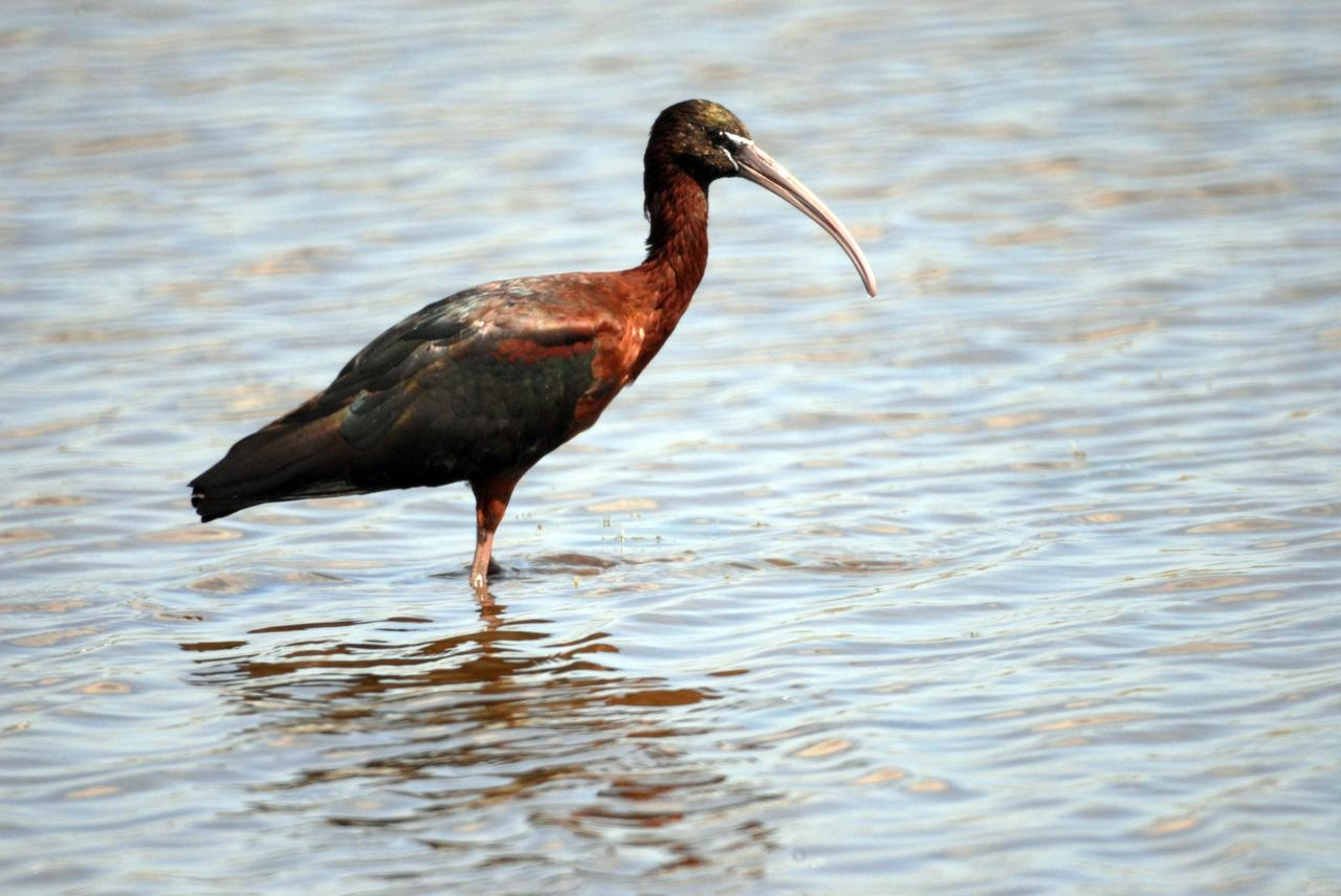 KENNEDY SPACE CENTER, FLA.  --  A glossy ibis is waiting for prey to swim by in this pond near Kennedy Space Center. This species inhabits marshes, swamps, flooded fields, coastal bays and estuaries, ranging along the coast from Maine to Florida and Texas.  Along the coast it feeds mostly on fiddler crabs, but also may eat insects and snakes, including the poisonous water moccasin.  KSC shares a boundary with the Merritt Island National Wildlife Refuge, which surrounds it.  The refuge is a habitat for more than 310 species of birds, 25 mammals, 117 fishes and 65 amphibians and reptiles. In addition, the refuge supports 19 endangered or threatened wildlife species on Federal or State lists, more than any other single refuge in the U.S.  Photo credit: NASA/Ken Thornsley