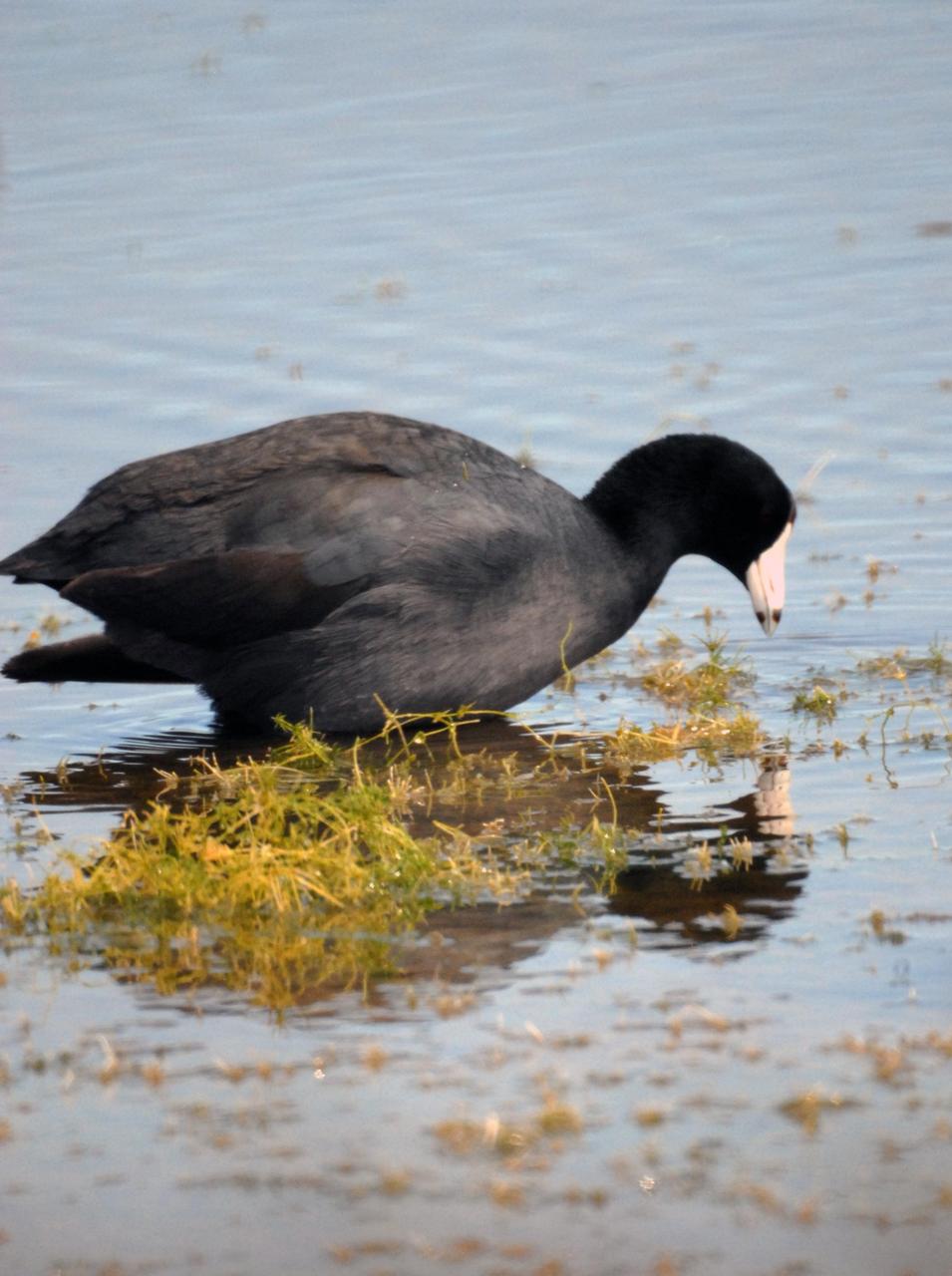 KENNEDY SPACE CENTER, FLA. -- An American coot sees its reflection in this pond near Kennedy Space Center. Abundant around KSC in the winter, coots inhabit open ponds and marshes, and in winter, also saltwater bays and inlets. They range from southern Canada to northern South America. KSC shares a boundary with the Merritt Island National Wildlife Refuge, which surrounds it. The refuge is a habitat for more than 310 species of birds, 25 mammals, 117 fishes and 65 amphibians and reptiles. In addition, the refuge supports 19 endangered or threatened wildlife species on Federal or State lists, more than any other single refuge in the U.S. Photo credit: NASA/Ken Thornsley