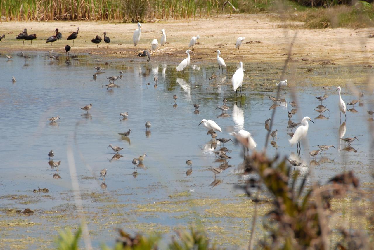 KENNEDY SPACE CENTER, FLA.  --  White herons, blue herons, ibis and several other species of birds gather on a pond near Kennedy Space Center to hunt for food. KSC shares a boundary with the Merritt Island National Wildlife Refuge, which surrounds it.  The refuge is a habitat for more than 310 species of birds, 25 mammals, 117 fishes and 65 amphibians and reptiles. In addition, the refuge supports 19 endangered or threatened wildlife species on Federal or State lists, more than any other single refuge in the U.S.  Photo credit: NASA/Ken Thornsley