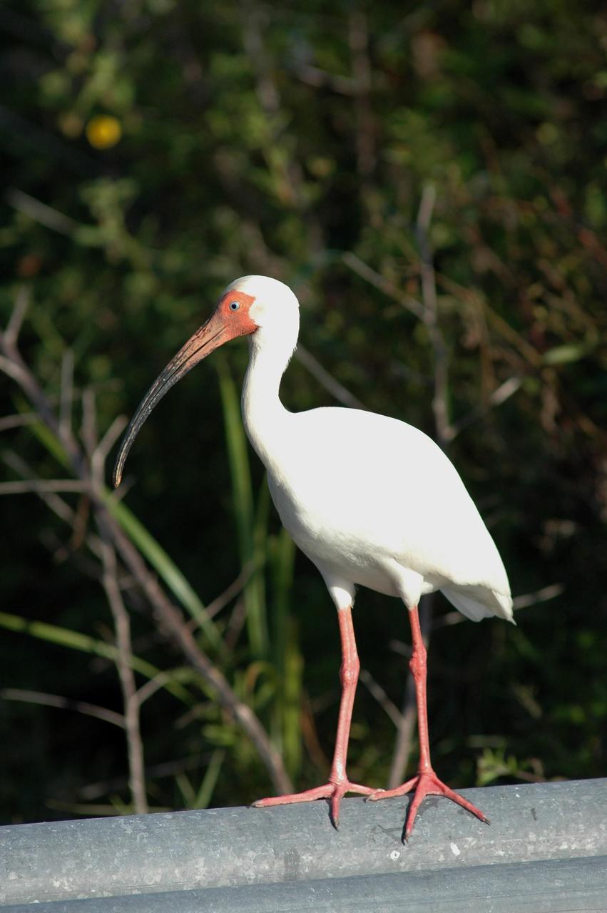 KENNEDY SPACE CENTER, FLA. -- A white ibis stops on a fence rail in the Launch Complex 39 Area at NASA's Kennedy Space Center. White ibis range along the coast from South Carolina to Florida and Texas, as far as the northern area of South America. They prefer marshy sloughs, mud flats, lagoons and swamp forests. KSC shares a boundary with the Merritt Island National Wildlife Refuge, which surrounds it. The refuge is a habitat for more than 310 species of birds, 25 mammals, 117 fishes and 65 amphibians and reptiles. In addition, the refuge supports 19 endangered or threatened wildlife species on Federal or State lists, more than any other single refuge in the U.S. Photo credit: NASA/Jim Grossmann