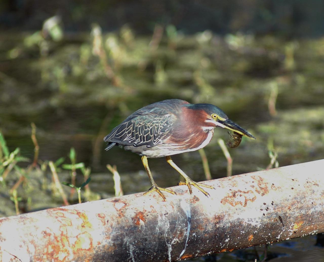 KENNEDY SPACE CENTER, FLA.  -- A green heron is spotted on a fence in the Launch Complex 39 Area at NASA's Kennedy Space Center.  These herons range across the eastern half of the United States, wintering through South Carolina, the Gulf Coast and California.  For their habitat, the herons prefer lake margins, streams, ponds and marshes.  KSC shares a boundary with the Merritt Island National Wildlife Refuge, which surrounds it.  The refuge is a habitat for more than 310 species of birds, 25 mammals, 117 fishes and 65 amphibians and reptiles. In addition, the refuge supports 19 endangered or threatened wildlife species on Federal or State lists, more than any other single refuge in the U.S.  Photo credit: NASA/Jim Grossmann