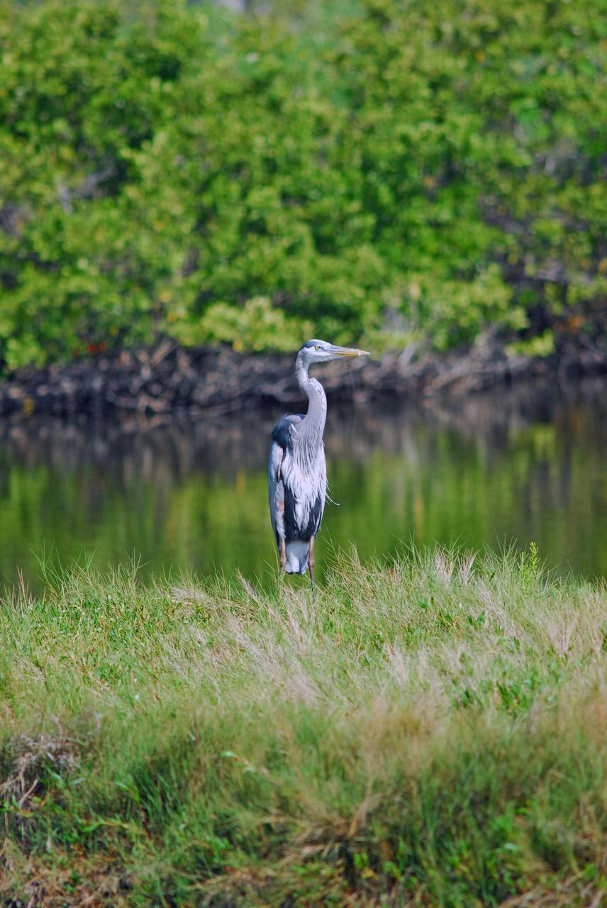 KENNEDY SPACE CENTER, FLA.  --  A great blue heron watches warily near a canal on Kennedy Space Center.  These herons inhabit lakes, ponds, rivers and marshes.  They range throughout the United States.  Fish and frogs are its principal food but will also feed on small mammals, reptiles and, occasionally, birds.  KSC shares a boundary with the Merritt Island Wildlife Nature Refuge. The refuge is a habitat for more than 310 species of birds, 25 mammals, 117 fishes and 65 amphibians and reptiles. In addition, the Refuge supports 19 endangered or threatened wildlife species on Federal or State lists, more than any other single refuge in the U.S.   Photo credit: NASA/Dimitri Gerondidakis