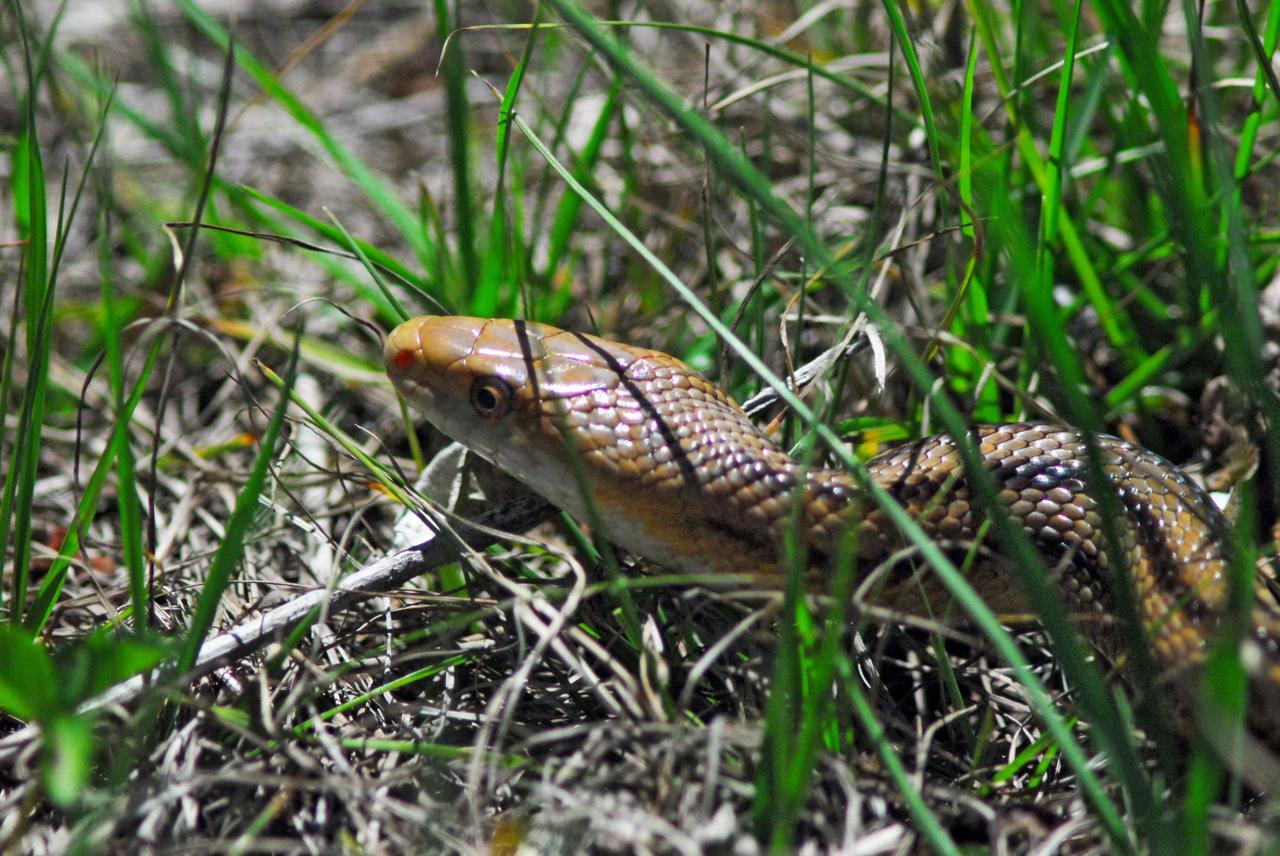 KENNEDY SPACE CENTER, FLA. -- What may be a yellow rat snake slithers through the grass on Kennedy Space Center. Yellow rat snakes are found throughout most of Florida and the Keys. They also live in a narrow strip along the Atlantic coast through Georgia, South Carolina and North Carolina. They are often found in warm southern swamps, and are also common in abandoned buildings and barns. Besides rats, yellow rat snakes will eat a wide variety of small mammals, birds, and eggs. They are considered the best tree climbing snake in Florida. The scales on their bellies are squared off, which aids them tremendously with climbing. They are strong constrictors, and kill their prey by suffocation. KSC shares a boundary with the Merritt Island Wildlife Nature Refuge. The refuge is a habitat for more than 310 species of birds, 25 mammals, 117 fishes and 65 amphibians and reptiles. In addition, the Refuge supports 19 endangered or threatened wildlife species on Federal or State lists, more than any other single refuge in the U.S. Photo credit: NASA/Dimitri Gerondidakis