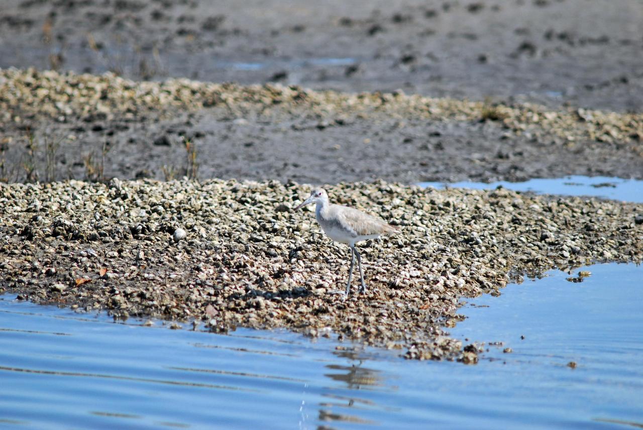 KENNEDY SPACE CENTER, FLA. -- Possibly a willet or a sandpiper in winter plumage, this bird nearly blends into the rocky background of the river bank on Kennedy Space Center. KSC shares a boundary with the Merritt Island Wildlife Nature Refuge. The refuge is a habitat for more than 310 species of birds, 25 mammals, 117 fishes and 65 amphibians and reptiles. In addition, the Refuge supports 19 endangered or threatened wildlife species on Federal or State lists, more than any other single refuge in the U.S. Photo credit: NASA/Dimitri Gerondidakis