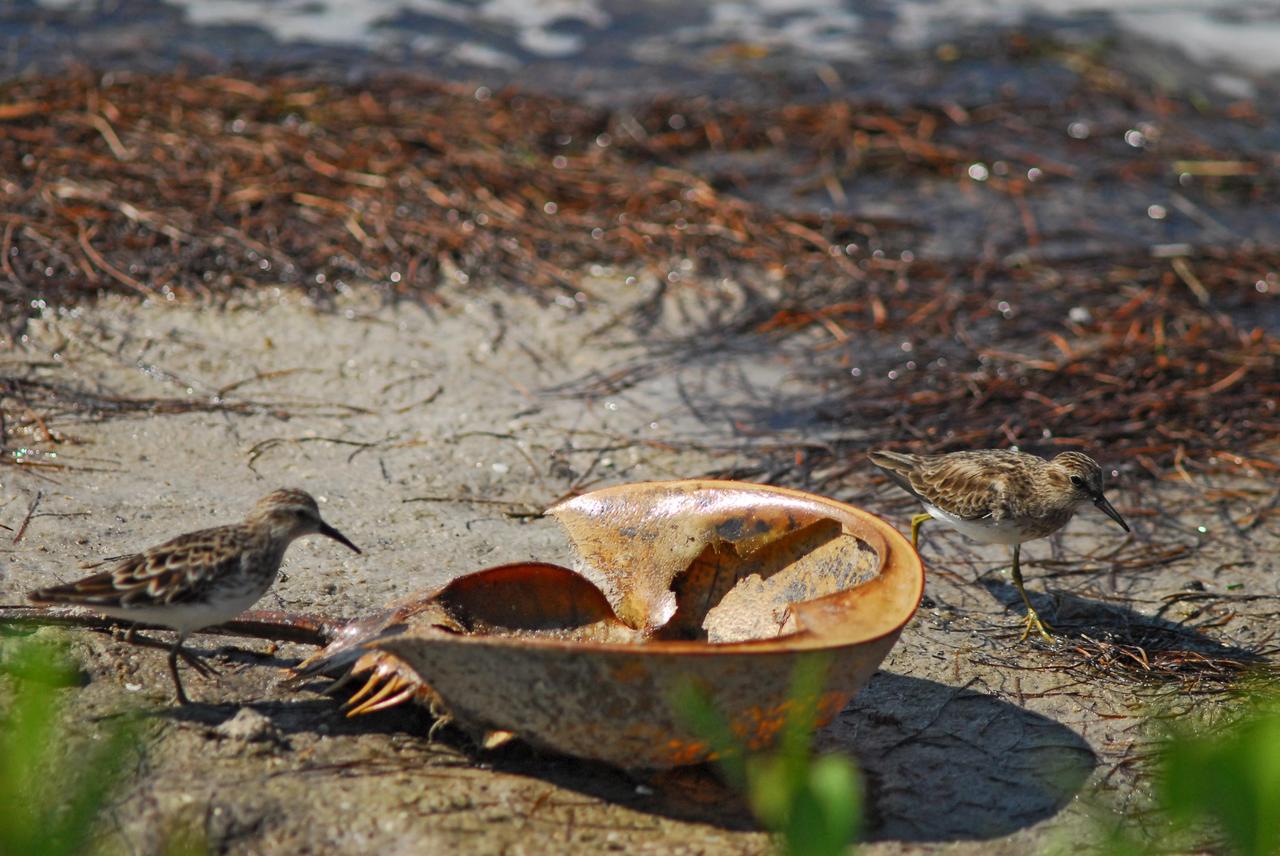 KENNEDY SPACE CENTER, FLA.  --   Sandpipers investigate a washed up horseshoe crab on the river bank on Kennedy Space Center. Sandpipers are found on shores and in wetlands around the globe, breeding on the Arctic tundra then returning to more temperate climes.   KSC shares a boundary with the Merritt Island Wildlife Nature Refuge. The refuge is a habitat for more than 310 species of birds, 25 mammals, 117 fishes and 65 amphibians and reptiles. In addition, the Refuge supports 19 endangered or threatened wildlife species on Federal or State lists, more than any other single refuge in the U.S.   Photo credit: NASA/Dimitri Gerondidakis
