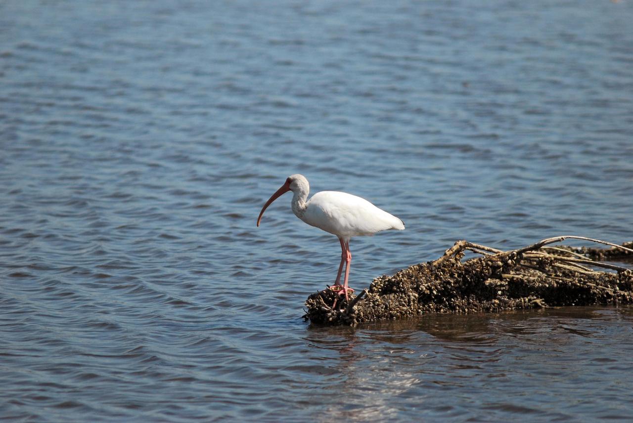 KENNEDY SPACE CENTER, FLA. -- A white ibis looks for food from the edge of a sunken tree in the river near Kennedy Space Center. White ibis range along the coast from South Carolina to Florida and Texas, as far as the northern area of South America. They prefer marshy sloughs, mud flats, lagoons and swamp forests. KSC shares a boundary with the Merritt Island Wildlife Nature Refuge. The refuge is a habitat for more than 310 species of birds, 25 mammals, 117 fishes and 65 amphibians and reptiles. In addition, the Refuge supports 19 endangered or threatened wildlife species on Federal or State lists, more than any other single refuge in the U.S. Photo credit: NASA/Dimitri Gerondidakis