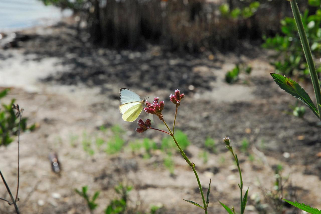 KENNEDY SPACE CENTER, FLA.  --   A delicate butterfly perches on a wild flower among the grasses on Kennedy Space Center.    KSC shares a boundary with the Merritt Island Wildlife Nature Refuge. The refuge is a habitat for more than 310 species of birds, 25 mammals, 117 fishes and 65 amphibians and reptiles. In addition, the Refuge supports 19 endangered or threatened wildlife species on Federal or State lists, more than any other single refuge in the U.S.   Photo credit: NASA/Dimitri Gerondidakis