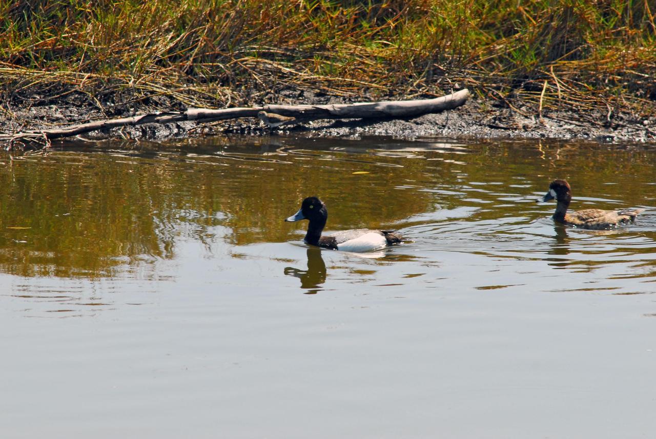 KENNEDY SPACE CENTER, FLA. -- A female greater scaup duck (right) follows her mate through the water on Kennedy Space Center. Normally found in Alaska and northern Canada, this species winters along the Atlantic, Pacific and Gulf coasts. KSC shares a boundary with the Merritt Island Wildlife Nature Refuge. The refuge is a habitat for more than 310 species of birds, 25 mammals, 117 fishes and 65 amphibians and reptiles. In addition, the Refuge supports 19 endangered or threatened wildlife species on Federal or State lists, more than any other single refuge in the U.S. Photo credit: NASA/Dimitri Gerondidakis