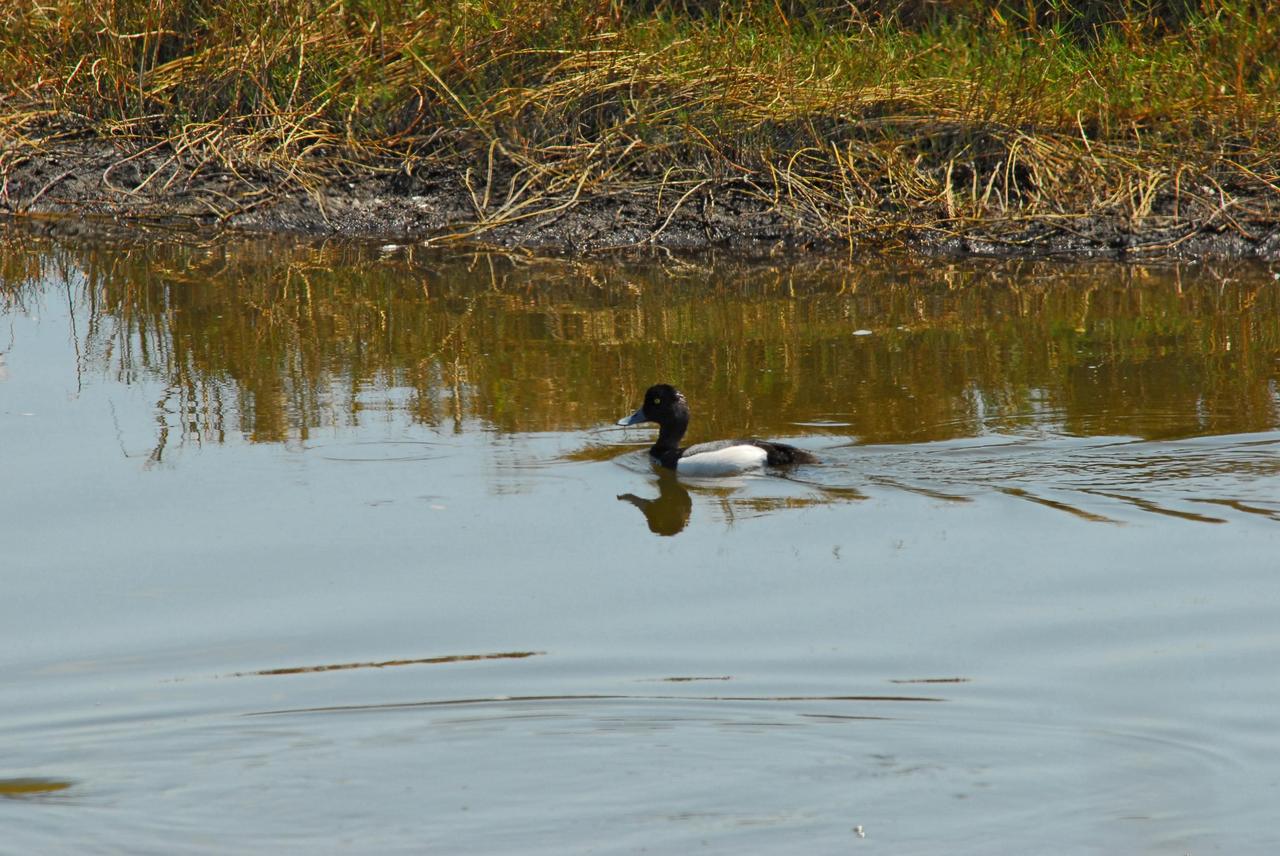 KENNEDY SPACE CENTER, FLA. -- A male greater scaup duck is mirrored in the water on Kennedy Space Center. Normally found in Alaska and northern Canada, this species winters along the Atlantic, Pacific and Gulf coasts. KSC shares a boundary with the Merritt Island Wildlife Nature Refuge. The refuge is a habitat for more than 310 species of birds, 25 mammals, 117 fishes and 65 amphibians and reptiles. In addition, the Refuge supports 19 endangered or threatened wildlife species on Federal or State lists, more than any other single refuge in the U.S. Photo credit: NASA/Dimitri Gerondidakis