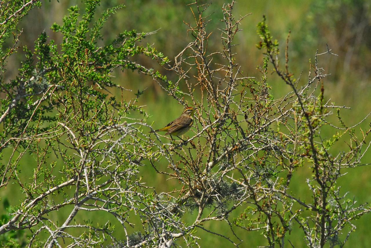 KENNEDY SPACE CENTER, FLA. -- A palm warbler looks for seeds among the branches of a tree on Kennedy Space Center. Palm warblers breed far to the north in Canada, and winter primarily in the southern United States and northern Caribbean. They breed in bogs, open boreal coniferous forest, and partly open situations with scattered trees and heavy undergrowth, usually near water. They are found in migration and winter in a variety of woodland, second growth and thicket habitats, on the ground in savanna and open fields, and in mangroves. Their diet consists of insects, some seeds and fruits in fall and winter. KSC shares a boundary with the Merritt Island Wildlife Nature Refuge. The refuge is a habitat for more than 310 species of birds, 25 mammals, 117 fishes and 65 amphibians and reptiles. In addition, the Refuge supports 19 endangered or threatened wildlife species on Federal or State lists, more than any other single refuge in the U.S. Photo credit: NASA/Dimitri Gerondidakis