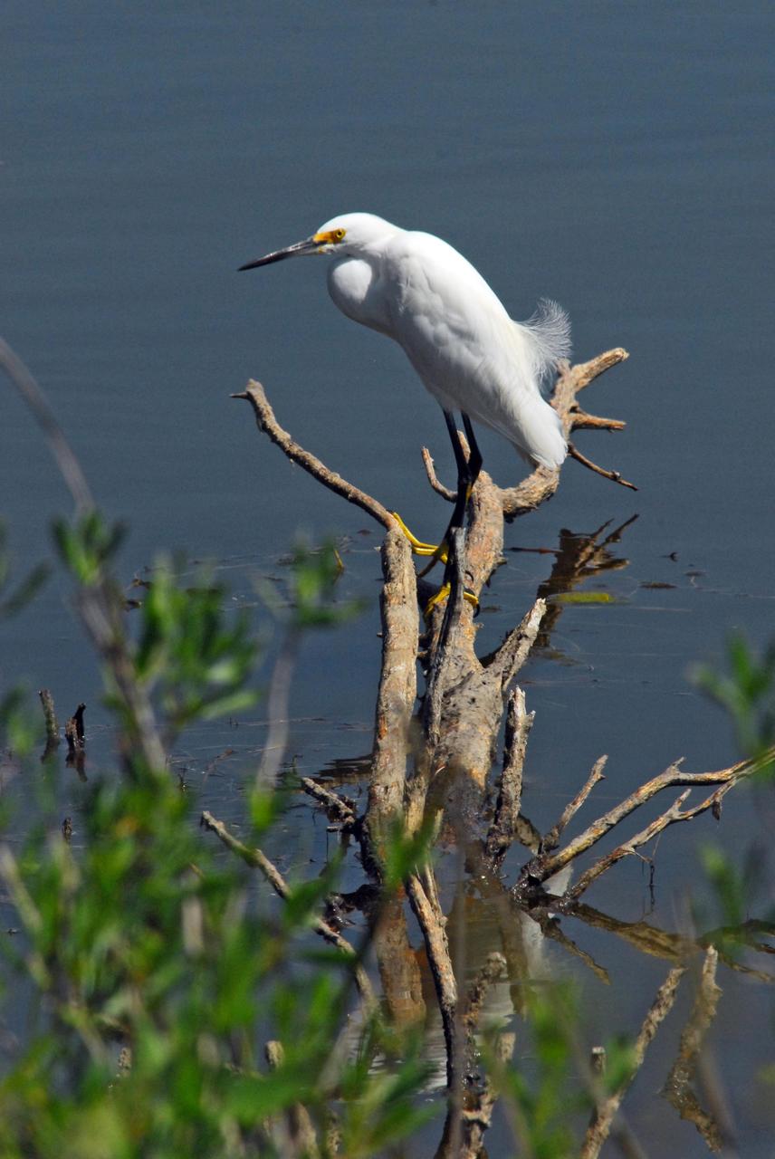 KENNEDY SPACE CENTER, FLA.  --   A snowy egret perches on dead limbs in the Indian River near Kennedy Space Center.  A type of heron, the snowy egret inhabits salt marshes, ponds, rice fields and shallow coastal bays ranging from Maine to southern South America on the east coast.  It can also be found in California and Oklahoma to the Gulf of Mexico.  KSC shares a boundary with the Merritt Island Wildlife Nature Refuge. The refuge is a habitat for more than 310 species of birds, 25 mammals, 117 fishes and 65 amphibians and reptiles. In addition, the Refuge supports 19 endangered or threatened wildlife species on Federal or State lists, more than any other single refuge in the U.S.   Photo credit: NASA/Dimitri Gerondidakis