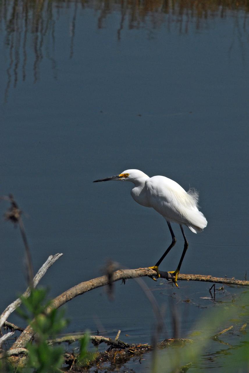 KENNEDY SPACE CENTER, FLA.  --   A snowy egret perches on dead limbs in the Indian River near Kennedy Space Center.  A type of heron, the snowy egret inhabits salt marshes, ponds, rice fields and shallow coastal bays ranging from Maine to southern South America on the east coast.  It can also be found in California and Oklahoma to the Gulf of Mexico.  KSC shares a boundary with the Merritt Island Wildlife Nature Refuge. The refuge is a habitat for more than 310 species of birds, 25 mammals, 117 fishes and 65 amphibians and reptiles. In addition, the Refuge supports 19 endangered or threatened wildlife species on Federal or State lists, more than any other single refuge in the U.S.   Photo credit: NASA/Dimitri Gerondidakis