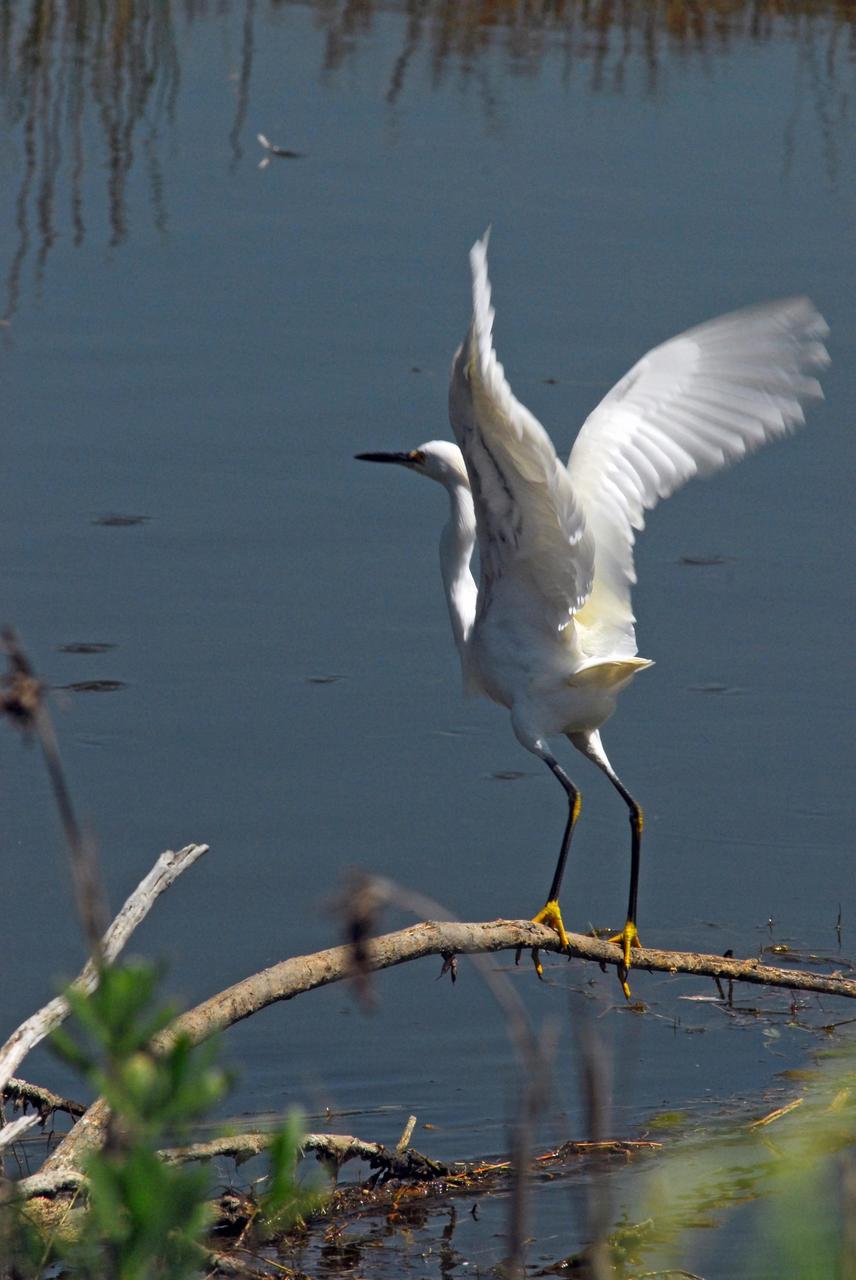 KENNEDY SPACE CENTER, FLA.  --   A snowy egret prepares for flight from its perch in the Indian River near Kennedy Space Center.  A type of heron, the snowy egret inhabits salt marshes, ponds, rice fields and shallow coastal bays ranging from Maine to southern South America on the east coast.  It can also be found in California and Oklahoma to the Gulf of Mexico.  KSC shares a boundary with the Merritt Island Wildlife Nature Refuge. The refuge is a habitat for more than 310 species of birds, 25 mammals, 117 fishes and 65 amphibians and reptiles. In addition, the Refuge supports 19 endangered or threatened wildlife species on Federal or State lists, more than any other single refuge in the U.S.   Photo credit: NASA/Dimitri Gerondidakis