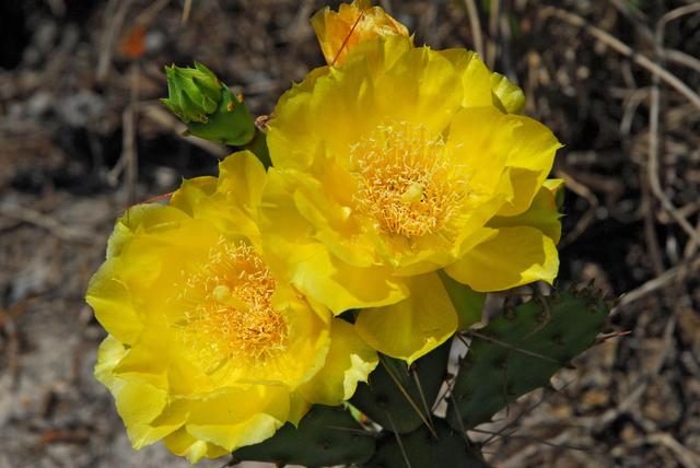 NASA image: KSC-07pd0880