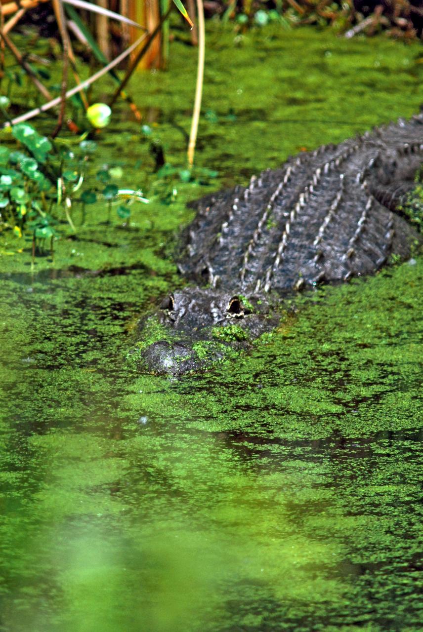 KENNEDY SPACE CENTER, FLA.  --   In a pond on Kennedy Space Center, this alligator achieves partial camouflage from the green algae.  American alligators feed and rest in the water, and lay their eggs in dens they dig into the banks. The young alligators spend their first several weeks in these dens.  A protected species, alligators can be spotted in the drainage canals and other waters surrounding KSC.  KSC shares a boundary with the Merritt Island Wildlife Nature Refuge. The refuge is a habitat for more than 310 species of birds, 25 mammals, 117 fishes and 65 amphibians and reptiles. In addition, the Refuge supports 19 endangered or threatened wildlife species on Federal or State lists, more than any other single refuge in the U.S.   Photo credit: NASA/Dimitri Gerondidakis