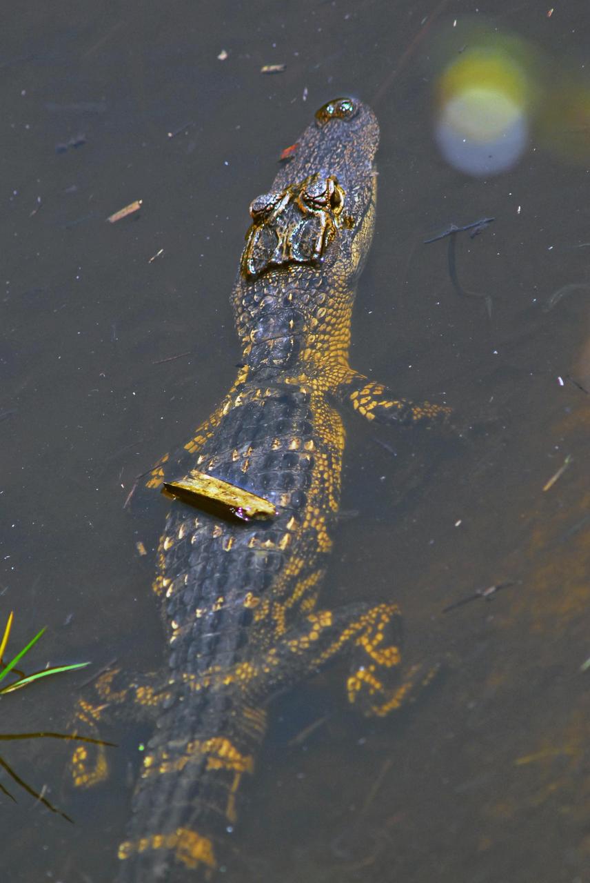 KENNEDY SPACE CENTER, FLA.  --  In a pond on Kennedy Space Center, a young alligator tests the water.  American alligators feed and rest in the water, and lay their eggs in dens they dig into the banks. The young alligators spend their first several weeks in these dens.  A protected species, alligators can be spotted in the drainage canals and other waters surrounding KSC. KSC shares a boundary with the Merritt Island Wildlife Nature Refuge. The refuge is a habitat for more than 310 species of birds, 25 mammals, 117 fishes and 65 amphibians and reptiles. In addition, the Refuge supports 19 endangered or threatened wildlife species on Federal or State lists, more than any other single refuge in the U.S.   Photo credit: NASA/Dimitri Gerondidakis