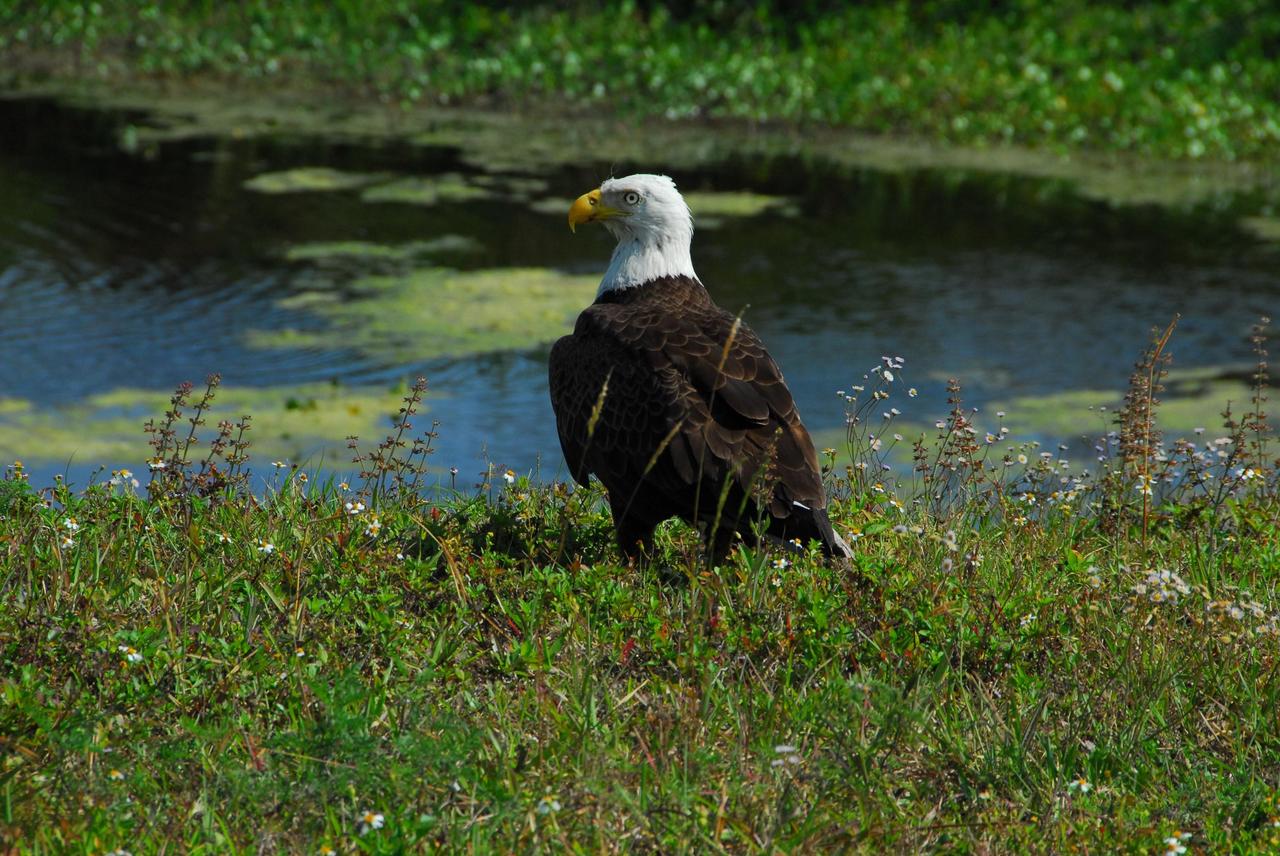 KENNEDY SPACE CENTER, FLA.  --  This adult bald eagle rests on the ground near a pond close to S.R. 3 in NASA's Kennedy Space Center. Bald eagles live near large bodies of open water such as lakes, marshes, seacoasts and rivers, where there are plenty of fish to eat and tall trees for nesting and roosting. Bald eagles feed primarily on fish, but also eat small animals (ducks, coots, muskrats, turtles, rabbits, snakes, etc.) and occasional carrion (dead animals). They are sometimes seen among a gathering of vultures at the site of a fresh meal.  Bald eagles have a presence in every U. S. state except Hawaii. Bald eagles use a specific territory for nesting (they mate for life), winter feeding or a year-round residence. Its natural domain is from Alaska to Baja, California, and from Maine to Florida. There are a dozen eagle nests both in KSC and in the Merritt Island National Wildlife Refuge, which surrounds KSC. The refuge includes several wading bird rookeries, many osprey nests, up to 400 manatees during the spring, and approximately 2,500 Florida scrub jays.  It also is a major wintering area for migratory birds. More than 500 species of wildlife inhabit the refuge, with 15 considered federally threatened or endangered.  Photo credit: NASA/George Shelton