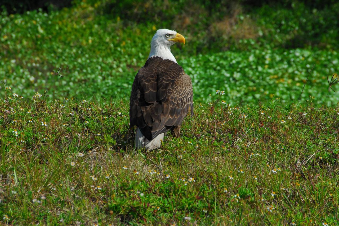 KENNEDY SPACE CENTER, FLA.  --  This adult bald eagle rests on the ground near a pond close to S.R. 3 in NASA's Kennedy Space Center. Bald eagles live near large bodies of open water such as lakes, marshes, seacoasts and rivers, where there are plenty of fish to eat and tall trees for nesting and roosting. Bald eagles feed primarily on fish, but also eat small animals (ducks, coots, muskrats, turtles, rabbits, snakes, etc.) and occasional carrion (dead animals). They are sometimes seen among a gathering of vultures at the site of a fresh meal.  Bald eagles have a presence in every U. S. state except Hawaii. Bald eagles use a specific territory for nesting (they mate for life), winter feeding or a year-round residence. Its natural domain is from Alaska to Baja, California, and from Maine to Florida. There are a dozen eagle nests both in KSC and in the Merritt Island National Wildlife Refuge, which surrounds KSC. The refuge includes several wading bird rookeries, many osprey nests, up to 400 manatees during the spring, and approximately 2,500 Florida scrub jays.  It also is a major wintering area for migratory birds. More than 500 species of wildlife inhabit the refuge, with 15 considered federally threatened or endangered.  Photo credit: NASA/George Shelton