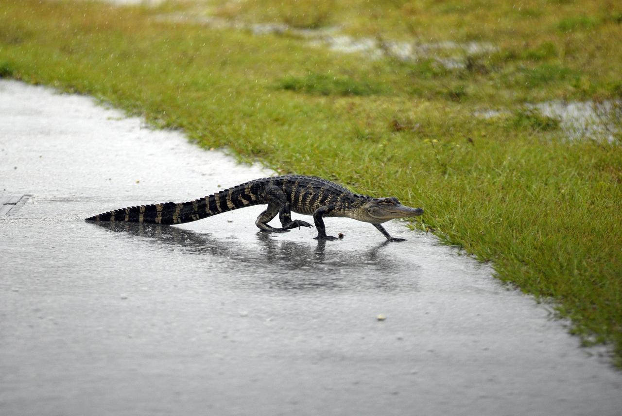 KENNEDY SPACE CENTER, FLA. --   This young alligator crosses a road near the railroad tracks where the train carrying solid rocket booster motor segments approaches Kennedy Space Center.  Photo credit: NASA/George Shelton