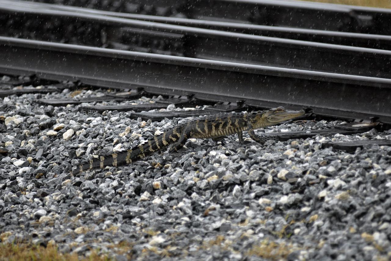 KENNEDY SPACE CENTER, FLA. --  This young alligator approaches the railroad tracks where the train carrying solid rocket booster motor segments is approaching Kennedy Space Center.   While enroute, solid rocket motor segments were involved in a derailment in Alabama.  The rail cars carrying these segments remained upright and were undamaged.  An inspection determined these segment cars could continue on to Florida.  The segments themselves will undergo further evaluation at Kennedy before they are cleared for flight.  Other segments involved in the derailment will be returned to a plant in Utah for further evaluation.  Photo credit: NASA/Kim Shiflett