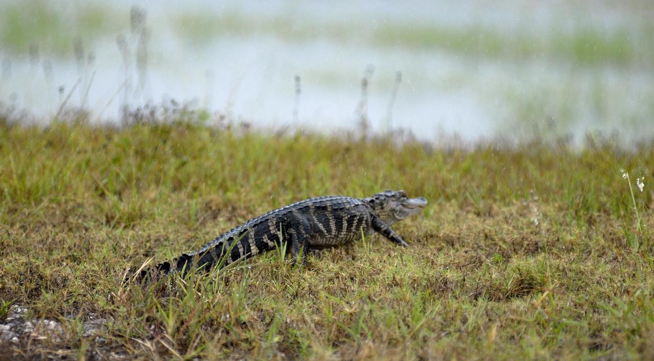 KENNEDY SPACE CENTER, FLA. --   Having successfully crossed railroad tracks nearby, this young alligator makes his way toward the water beyond.  The track is the one where a train carrying solid rocket booster motor segments is approaching Kennedy Space Center.  Photo credit: NASA/George Shelton