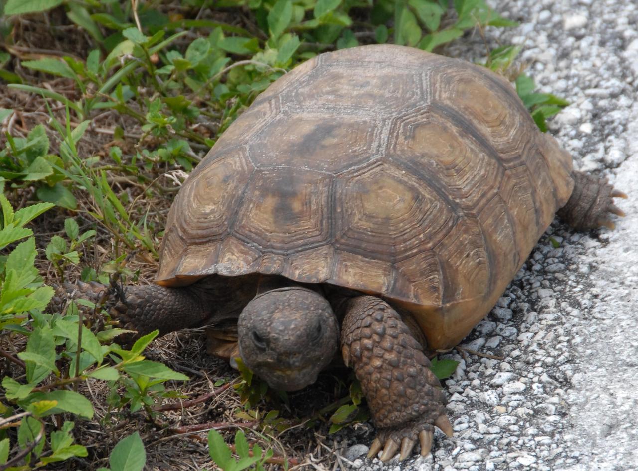 KENNEDY SPACE CENTER, FLA. --  A gopher tortoise searches for food at the edge of a road near Launch Pad 39A. Their primary food sources are low-growing grasses and herbs, with their favorite foods being gopher apple and saw palmetto berries. They will eat the pads, fruits, and flowers of prickly pear cactus as well. They will occasionally also eat bones from dead animals, presumably to get calcium. The gopher tortoise is a cold-blooded reptile that averages 10 inches in length and 9 pounds in weight. Wild tortoises may live from 40 - 60 years, while tortoises in captivity can live more than 100 years. Their range extends from southeastern Louisiana to southeastern South Carolina and throughout all 67 counties in Florida. The gopher tortoise is federally protected as a threatened species except in Florida, where it is listed as a Species of Special Concern by the Florida Fish and Wildlife Conservation Commission. Lands surrounding the Kennedy Space Center are part of the Merritt Island National Wildlife Refuge. Approximately one half of the Refuge's 140,000 acres consists of brackish estuaries and marshes. The remaining lands consist of coastal dunes, scrub oaks, pine forests and flatwoods, and palm and oak hammocks. Photo credit: NASA/Ken Thornsley