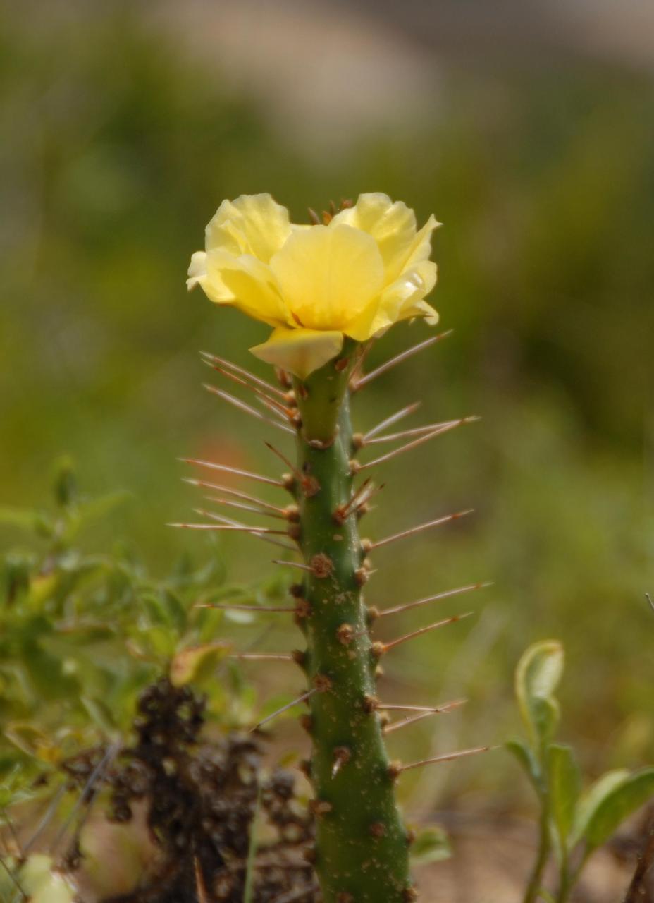 KENNEDY SPACE CENTER, FLA. --  A blooming cactus takes the spotlight in a sandy area near Launch Pad 39A on the Kennedy Space Center. A broad variety of flora and fauna can be found on the grounds, which share a boundary with the Merritt Island National Wildlife Refuge. Within the refuge, 1,045 plant species has been identified and more than 500 species of wildlife, including 330 species of birds, 117 fishes, 65 amphibians and reptiles and 31 mammals. Photo credit: NASA/Ken Thornsley