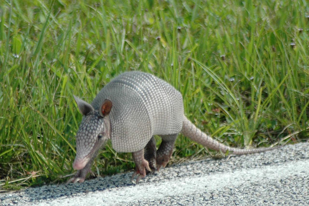 KENNEDY SPACE CENTER, FLA. -- A baby nine-banded armadillo makes its way along the roadside near Launch Pad 39A where Space Shuttle Endeavour waits for launch on mission STS-118. Introduced to Florida in the early 1900s, this species is found statewide in areas with dense ground cover and sandy soil. Nine bands of plates cover the body from shoulder to hip and 12 bands cover the long tail. It has a small, tapered head and snout and a long tongue. Its ears are long and hairless. and it has sparse white hairs on its belly. Its diet is composed of insects, especially beetles, and other invertebrates plus some plant foods such as cedars and beautyberries. It is primarily nocturnal, sedentary, solitary and a burrower. It digs a series of dens with multiple entrances usually protected by stumps, palmettos or trees. KSC shares a boundary with the Merritt Island Wildlife Nature Refuge. The refuge is a habitat for more than 310 species of birds, 25 mammals, 117 fishes and 65 amphibians and reptiles. Photo credit: NASA/Ken Thornsley