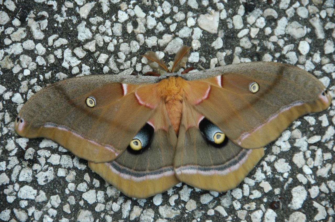 KENNEDY SPACE CENTER, FLA. --  A moth with unusual markings is captured on the ground at NASA's Kennedy Space Center.  Insects are abundant throughout the center as it shares a boundary with the Merritt Island National Wildlife Refuge.  Approximately one half of the Refuge's 140,000 acres consists of brackish estuaries and marshes. The remaining lands consist of coastal dunes, scrub oaks, pine forests and flatwoods, and palm and oak hammocks.    Photo credit: NASA/Amanda Diller
