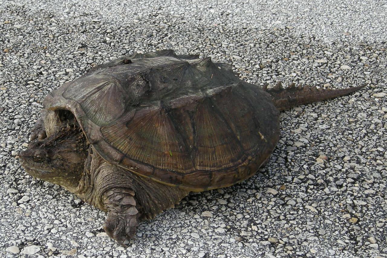 KENNEDY SPACE CENTER, FLA. -- A rare photo of a Florida snapping turtle out in the open on Beach Road, near NASA's Kennedy Space Center.   Found only in Florida and Georgia, this species is related to the common snapping turtle.  It is considered a dangerous turtle because it can snap very quickly with its extremely strong jaws.  Its tail, which is almost as long as its shell, has saw-edges along the top.  The shell also has rough points down the middle.  The shell is tan to dark brown and may have green algae growing on it.  It can grow to 17 inches long and weigh 45 pounds.  Snapping turtles usually live in ponds under the shadows and don’t like to rest in the sun like most turtles. They eat almost anything: water bugs, fish, lizards, small birds, mice, plants and even dead animals.  Photo credit: NASA/Kenny Allen
