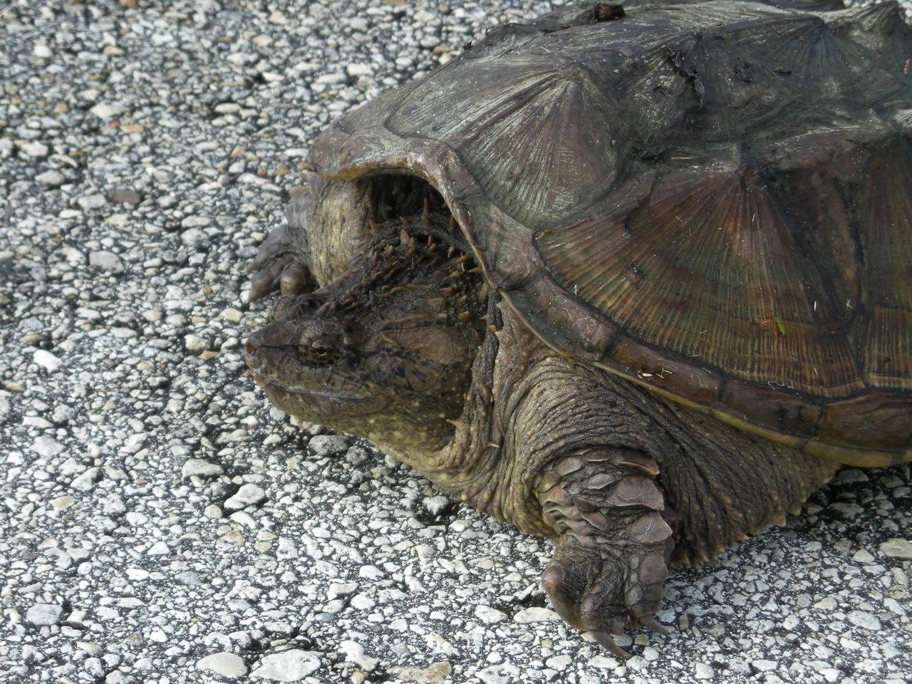 KENNEDY SPACE CENTER, FLA. -- A rare photo of a Florida snapping turtle out in the open on Beach Road, near NASA's Kennedy Space Center.   Found only in Florida and Georgia, this species is related to the common snapping turtle.  It is considered a dangerous turtle because it can snap very quickly with its extremely strong jaws.  Its tail, which is almost as long as its shell, has saw-edges along the top.  The shell also has rough points down the middle.  The shell is tan to dark brown and may have green algae growing on it.  It can grow to 17 inches long and weigh 45 pounds.  Snapping turtles usually live in ponds under the shadows and don’t like to rest in the sun like most turtles. They eat almost anything: water bugs, fish, lizards, small birds, mice, plants and even dead animals.  Photo credit: NASA/Kenny Allen