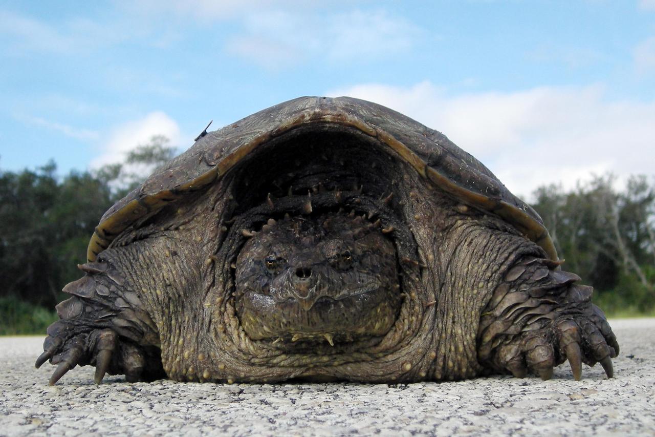 KENNEDY SPACE CENTER, FLA. -- A rare photo of a Florida snapping turtle out in the open on Beach Road, near NASA's Kennedy Space Center.   Found only in Florida and Georgia, this species is related to the common snapping turtle.  It is considered a dangerous turtle because it can snap very quickly with its extremely strong jaws.  Its tail, which is almost as long as its shell, has saw-edges along the top.  The shell also has rough points down the middle.  The shell is tan to dark brown and may have green algae growing on it.  It can grow to 17 inches long and weigh 45 pounds.  Snapping turtles usually live in ponds under the shadows and don’t like to rest in the sun like most turtles. They eat almost anything: water bugs, fish, lizards, small birds, mice, plants and even dead animals.  Photo credit: NASA/Kenny Allen