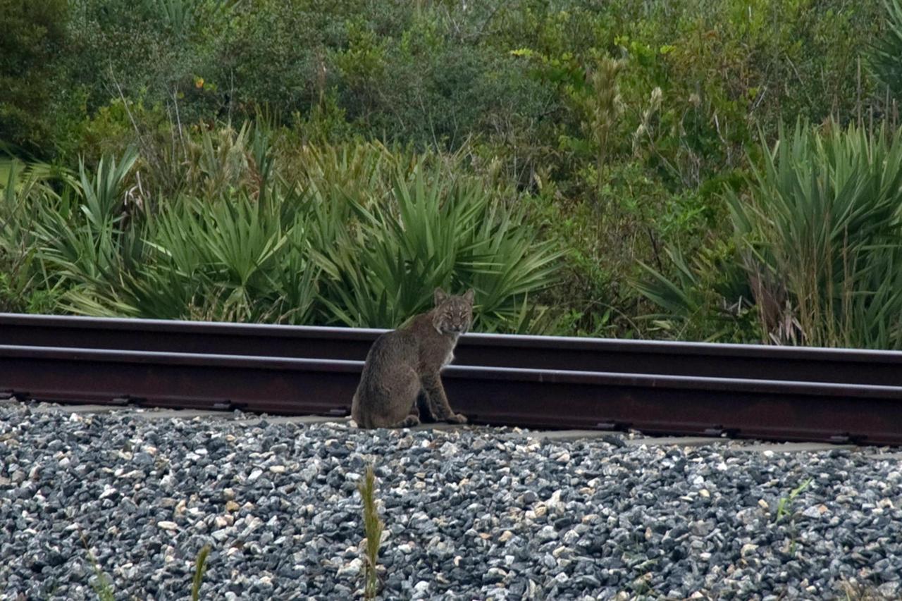 KENNEDY SPACE CENTER, FLA. -- A rare view of a bobcat, spotted near the NASA Railroad tracks on a mid-morning.   The bobcat is a solitary and territorial predator mammal. They are mostly nocturnal and solitary, but will travel long distances for a mate. Not as big as a panther, but about the size of a medium-sized dog, male and female bobcats average 39 inches and 36 inches in length, and 24 pounds and 15 pounds in weight, respectively. They are most easily identified by their short tails which are about 5.5 inches long. Their fur, which is short, soft and dense, ranges from light tan to reddish or yellowish brown and markings vary from tabby stripes to spotting. They swim more than other native cats. The backs of their ears are white with a black outline. Their underparts are generally white. Bobcats can most likely be found in every county in Florida.  Photo credit: NASA/Sandra Joseph