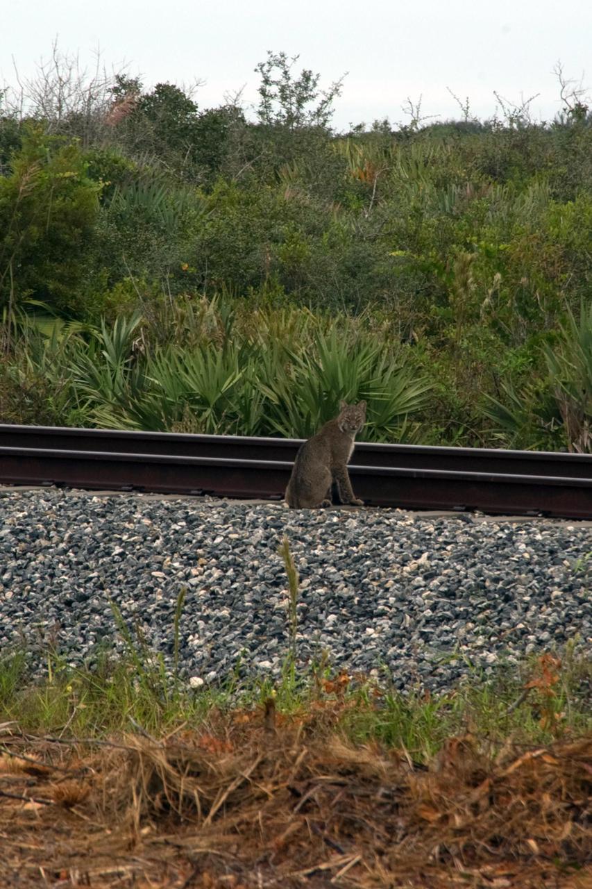 KENNEDY SPACE CENTER, FLA. -- A rare view of a bobcat, spotted near the NASA Railroad tracks on a mid-morning.   The bobcat is a solitary and territorial predator mammal. They are mostly nocturnal and solitary, but will travel long distances for a mate. Not as big as a panther, but about the size of a medium-sized dog, male and female bobcats average 39 inches and 36 inches in length, and 24 pounds and 15 pounds in weight, respectively. They are most easily identified by their short tails which are about 5.5 inches long. Their fur, which is short, soft and dense, ranges from light tan to reddish or yellowish brown and markings vary from tabby stripes to spotting. They swim more than other native cats. The backs of their ears are white with a black outline. Their underparts are generally white. Bobcats can most likely be found in every county in Florida.  Photo credit: NASA/Sandra Joseph