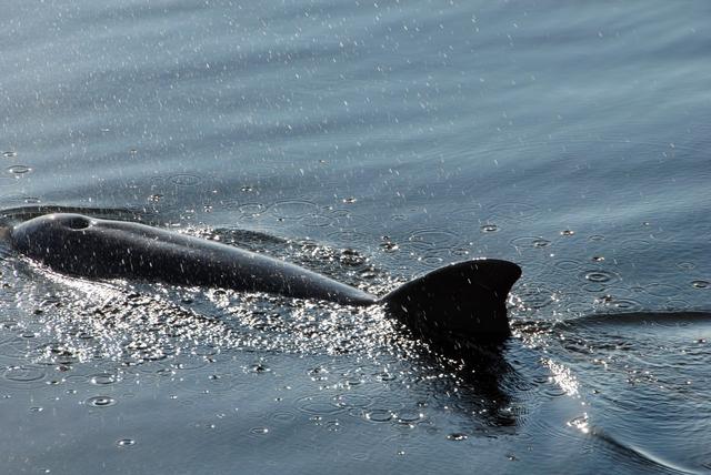 NASA image: KSC-07pd3143