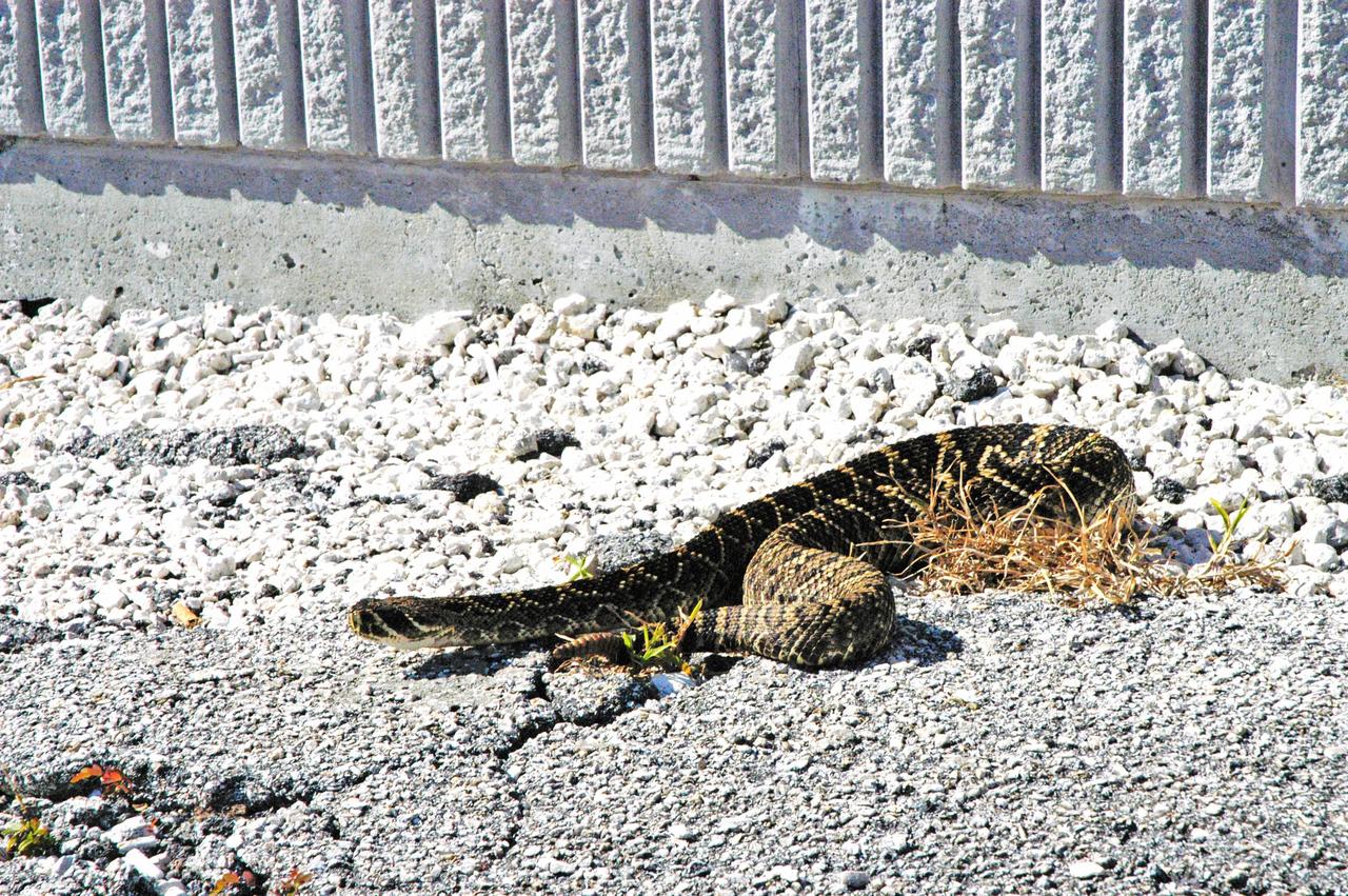 KENNEDY SPACE CENTER, FLA. --  An eastern diamondback rattlesnake warms in the sun near the NASA News Center at NASA's Kennedy Space Center.  The diamondback is Florida's largest venomous snake and may exceed six feet in length. It lives throughout Florida in a variety of dry habitats, such as pinelands, scrub and golf courses.  Kennedy shares a boundary with the Merritt Island Wildlife Nature Refuge, which is a habitat for more than 310 species of birds, 25 mammals, 117 fishes and 65 amphibians and reptiles.  Photo credit: NASA/Kim Shiflett