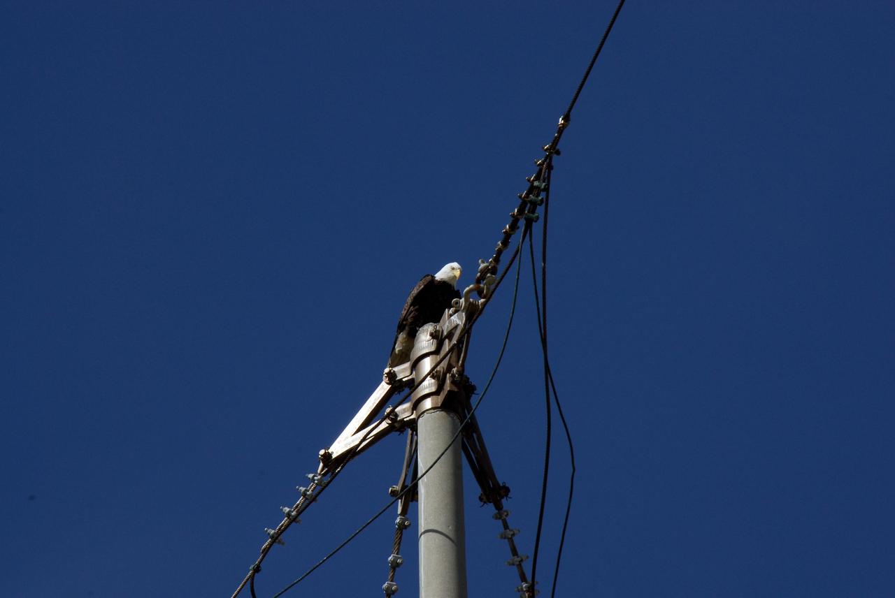 KENNEDY SPACE CENTER, FLA. --  A bald eagle perches on a pole on Launch Pad 39A, seemingly monitoring the instruction of the space shuttle Atlantis STS-122 crew on slidewire basket operation, part of the emergency exit system on the fixed service structure of the pad.  Bald eagles use a specific territory for nesting (they mate for life), winter feeding or a year-round residence. Its natural domain is from Alaska to Baja, California, and from Maine to Florida. Bald eagles have a presence in every U. S. state except Hawaii. There are a dozen eagle nests in both Kennedy Space Center and the Merritt Island National Wildlife Refuge, which surrounds Kennedy.  Bald eagles live near large bodies of open water such as lakes, marshes, seacoasts and rivers, where there are plenty of fish to eat and tall trees for nesting and roosting. Bald eagles feed primarily on fish, but also eat small animals (ducks, coots, muskrats, turtles, rabbits, snakes, etc.).  Photo credit: NASA/Kim Shiflett