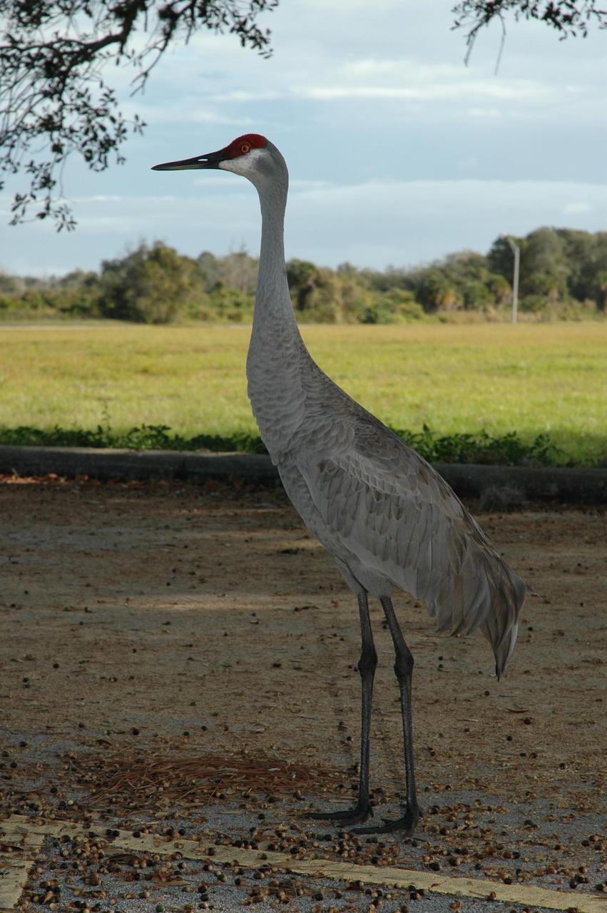 KENNEDY SPACE CENTER, FLA. -- A sandhill crane is on the lookout in a parking lot near the Headquarters Building at NASA's Kennedy Space Center. Sandhill cranes are primarily birds of open freshwater wetlands and shallow marshes and in Florida use seasonally variable wetlands, grasslands, and palm and pine savannahs. Sandhill cranes are omnivorous, feeding on a wide variety of plant materials (including waste grains) and small vertebrates and invertebrates, both on land and in shallow wetlands. Florida's sandhill crane population increases as cranes from northern states spend the winter in Florida. Florida sandhill cranes stay with the same mate for several years and young sandhills stay with their parents until they are about 10 months old. Like their endangered relatives the whooping cranes, sandhills live to be older than most birds. In fact, some sandhill cranes live up to 20 years. Photo credit: NASAJim Grossmann