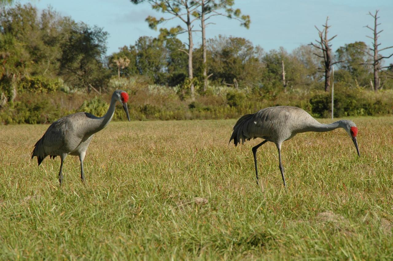 KENNEDY SPACE CENTER, FLA. -- A pair of sandhill cranes search for food on the grounds near the Headquarters Building at NASA's Kennedy Space Center. Sandhill cranes are primarily birds of open freshwater wetlands and shallow marshes and in Florida use seasonally variable wetlands, grasslands, and palm and pine savannahs. Sandhill cranes are omnivorous, feeding on a wide variety of plant materials (including waste grains) and small vertebrates and invertebrates, both on land and in shallow wetlands. Florida's sandhill crane population increases as cranes from northern states spend the winter in Florida. Florida sandhill cranes stay with the same mate for several years and young sandhills stay with their parents until they are about 10 months old. Like their endangered relatives the whooping cranes, sandhills live to be older than most birds. In fact, some sandhill cranes live up to 20 years. Photo credit: NASAJim Grossmann