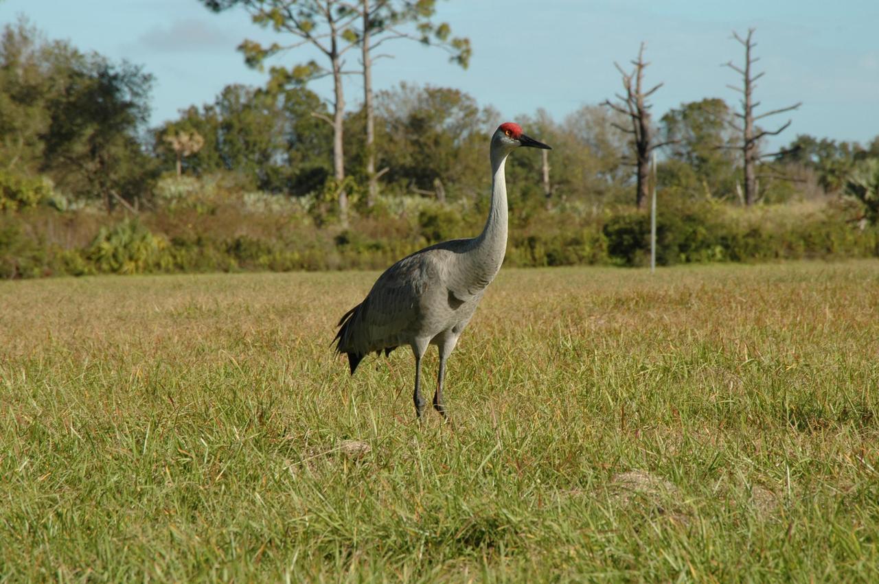 KENNEDY SPACE CENTER, FLA. -- A sandhill crane is on the lookout on grounds near the Headquarters Building at NASA's Kennedy Space Center. Sandhill cranes are primarily birds of open freshwater wetlands and shallow marshes and in Florida use seasonally variable wetlands, grasslands, and palm and pine savannahs. Sandhill cranes are omnivorous, feeding on a wide variety of plant materials (including waste grains) and small vertebrates and invertebrates, both on land and in shallow wetlands. Florida's sandhill crane population increases as cranes from northern states spend the winter in Florida. Florida sandhill cranes stay with the same mate for several years and young sandhills stay with their parents until they are about 10 months old. Like their endangered relatives the whooping cranes, sandhills live to be older than most birds. In fact, some sandhill cranes live up to 20 years. Photo credit: NASAJim Grossmann