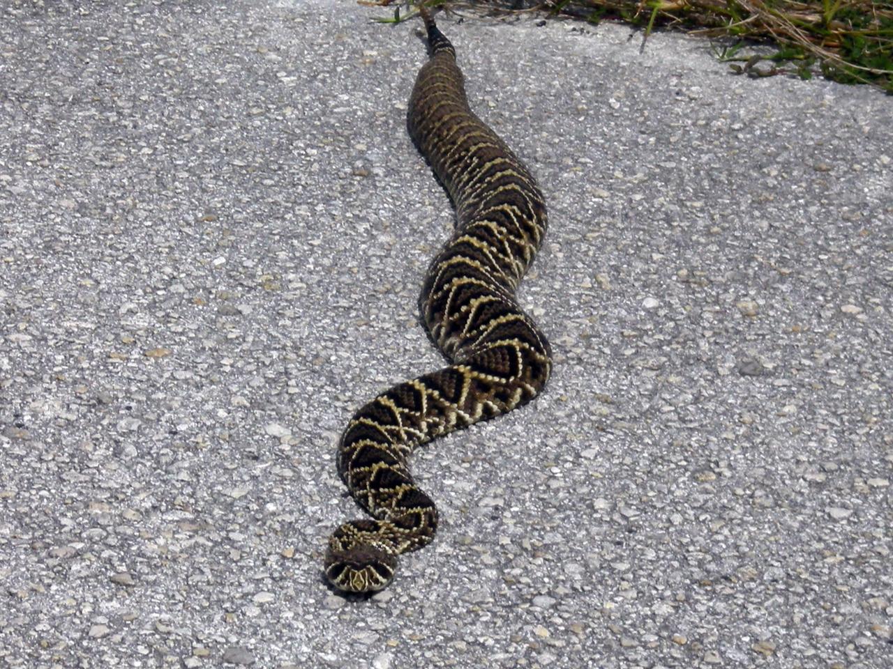 KENNEDY SPACE CENTER, FLA. -- This diamondback rattlesnake lies across the road near Launch Pad 39B at NASA's Kennedy Space Center.  The diamondback is Florida's largest venomous snake and may exceed six feet in length. It occurs throughout Florida in a variety of dry habitats, such as pinelands, scrub and golf courses.  Kennedy shares a boundary with the Merritt Island Wildlife Nature Refuge, which is a habitat for more than 310 species of birds, 25 mammals, 117 fishes and 65 amphibians and reptiles.   Photo credit: NASA/Kenny Allen
