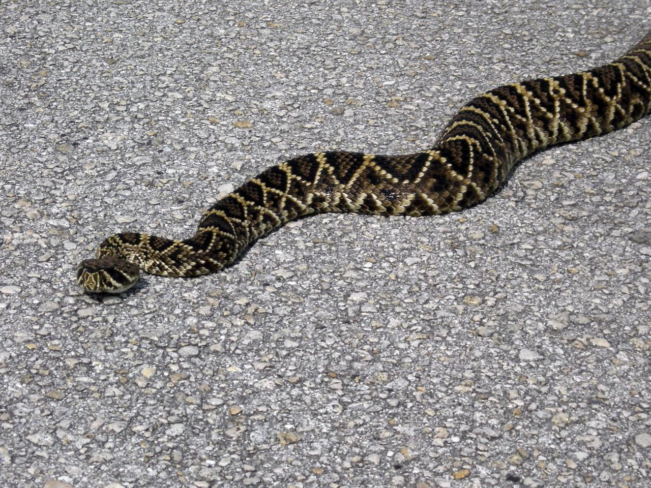 KENNEDY SPACE CENTER, FLA. -- This diamondback rattlesnake lies across the road near Launch Pad 39B at NASA's Kennedy Space Center.  The diamondback is Florida's largest venomous snake and may exceed six feet in length. It occurs throughout Florida in a variety of dry habitats, such as pinelands, scrub and golf courses.  Kennedy shares a boundary with the Merritt Island Wildlife Nature Refuge, which is a habitat for more than 310 species of birds, 25 mammals, 117 fishes and 65 amphibians and reptiles.   Photo credit: NASA/Kenny Allen