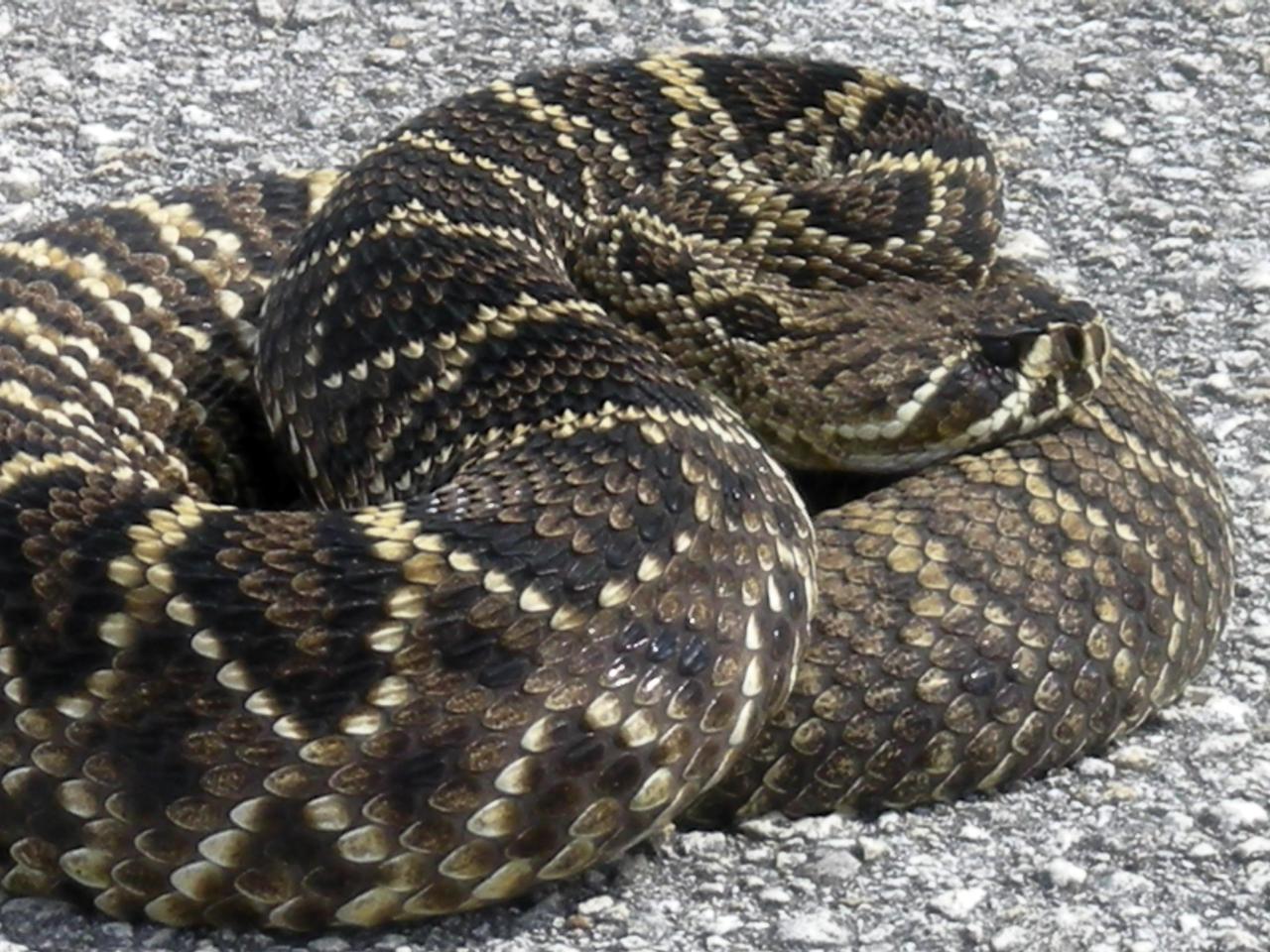 KENNEDY SPACE CENTER, FLA. -- Spotted near Launch Pad 39B at NASA's Kennedy Space Center, this diamondback rattlesnake curls upon itself in a defensive posture.  The diamondback is Florida's largest venomous snake and may exceed six feet in length. It occurs throughout Florida in a variety of dry habitats, such as pinelands, scrub and golf courses.  Kennedy shares a boundary with the Merritt Island Wildlife Nature Refuge, which is a habitat for more than 310 species of birds, 25 mammals, 117 fishes and 65 amphibians and reptiles.   Photo credit: NASA/Kenny Allen