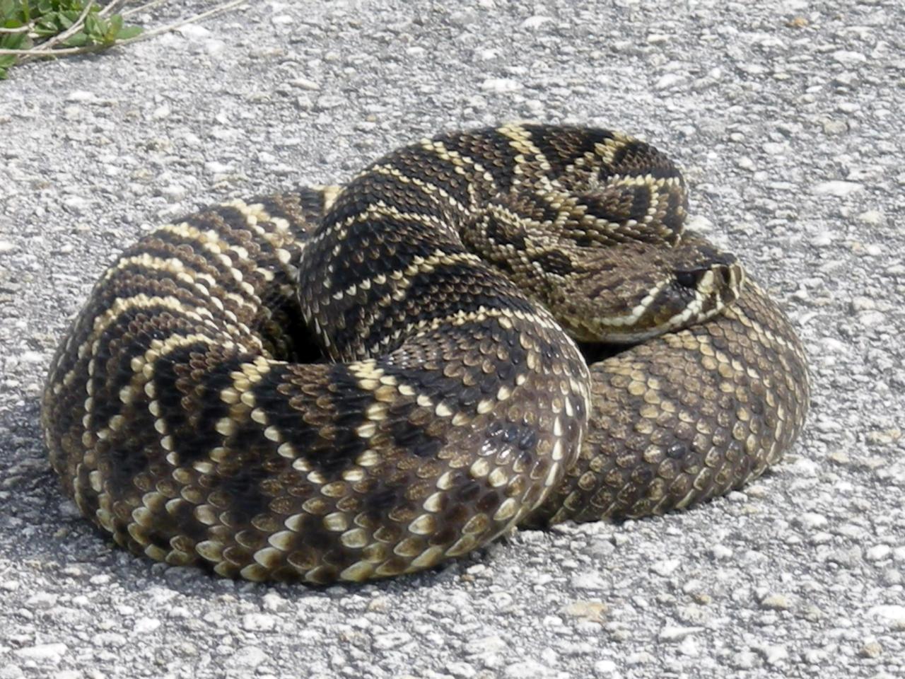 KENNEDY SPACE CENTER, FLA. -- Spotted near Launch Pad 39B at NASA's Kennedy Space Center, this diamondback rattlesnake curls upon itself in a defensive posture.  The diamondback is Florida's largest venomous snake and may exceed six feet in length. It occurs throughout Florida in a variety of dry habitats, such as pinelands, scrub and golf courses.  Kennedy shares a boundary with the Merritt Island Wildlife Nature Refuge, which is a habitat for more than 310 species of birds, 25 mammals, 117 fishes and 65 amphibians and reptiles.   Photo credit: NASA/Kenny Allen